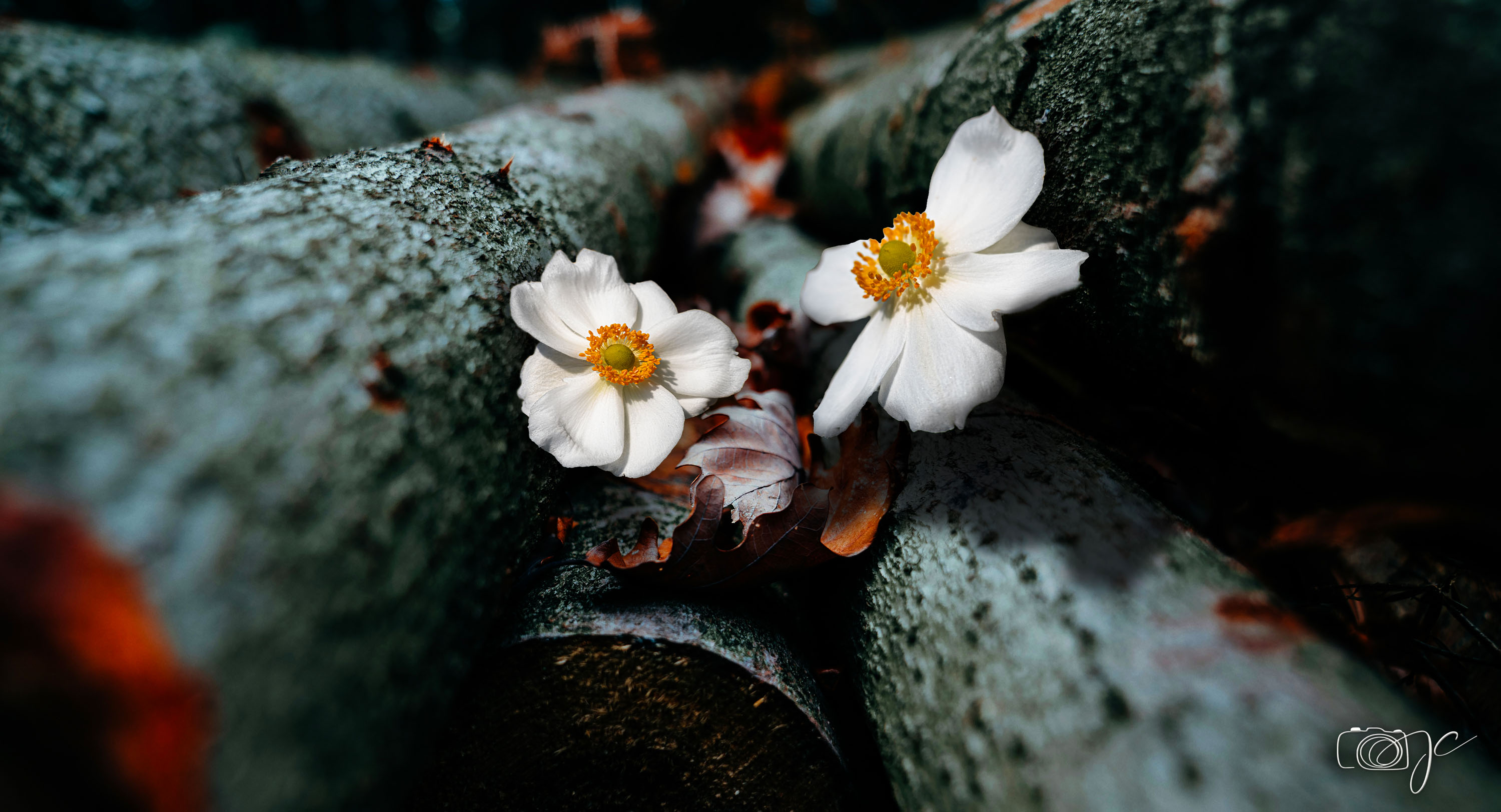 Macro