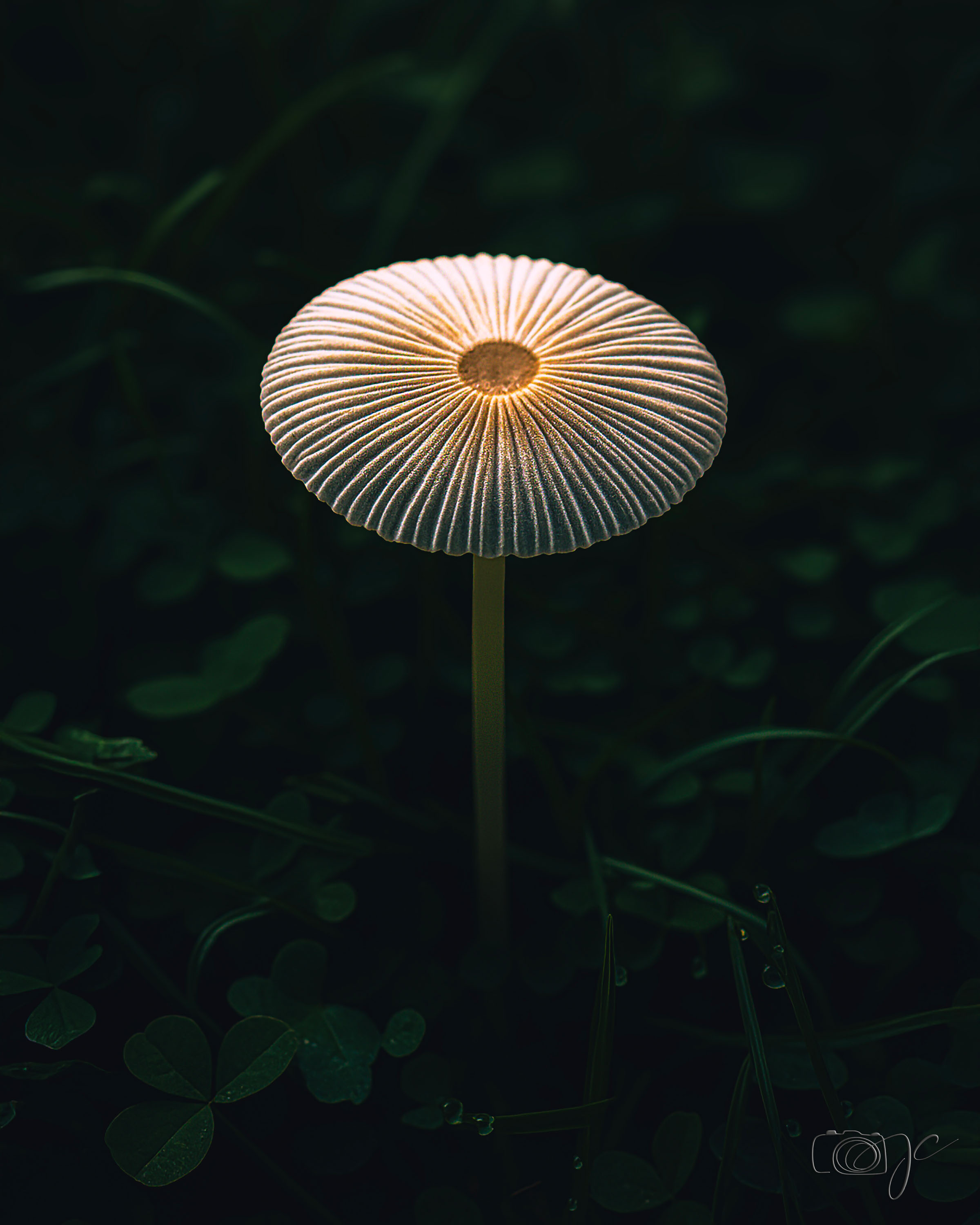 Macro