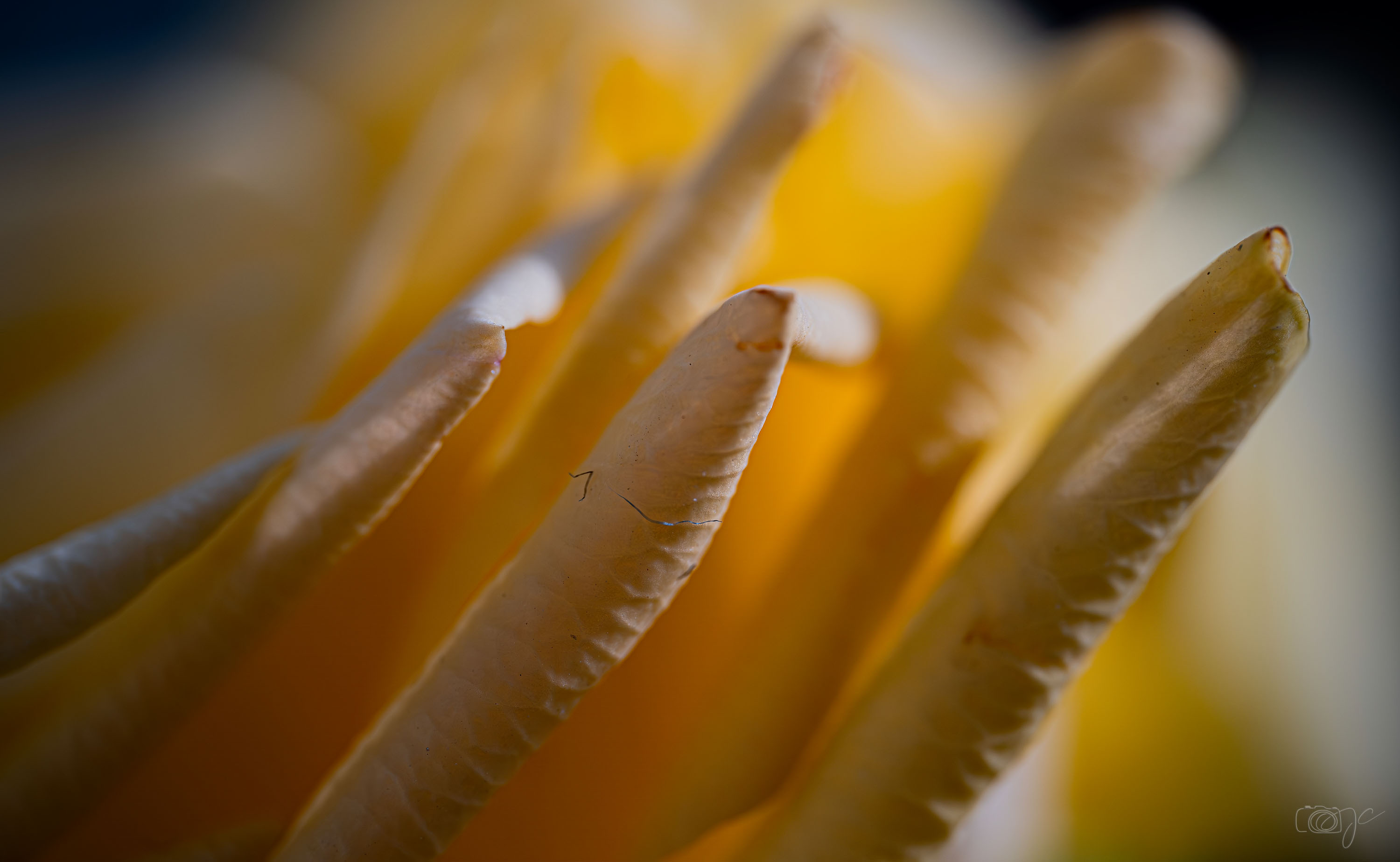 Macro