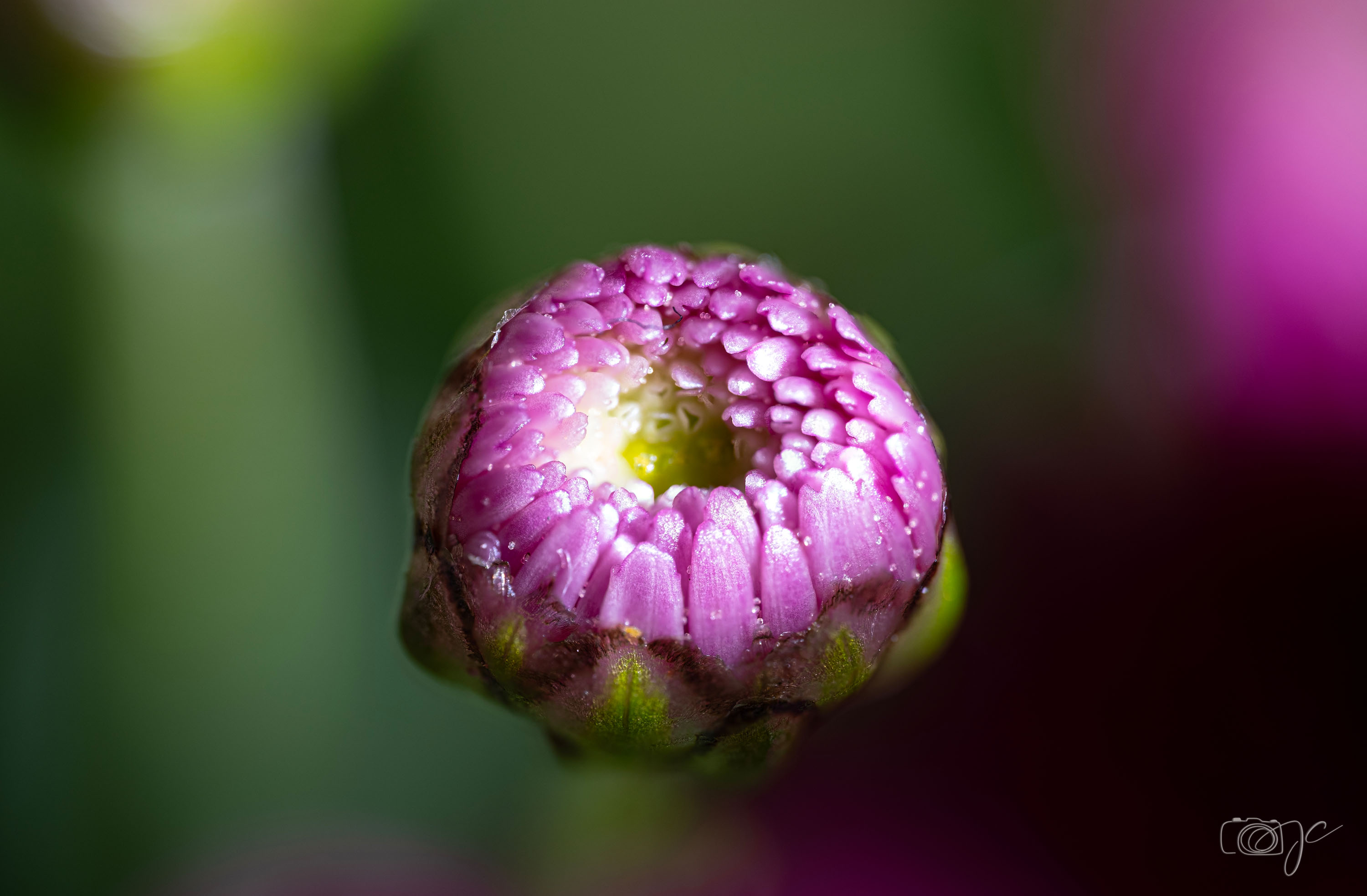 Macro