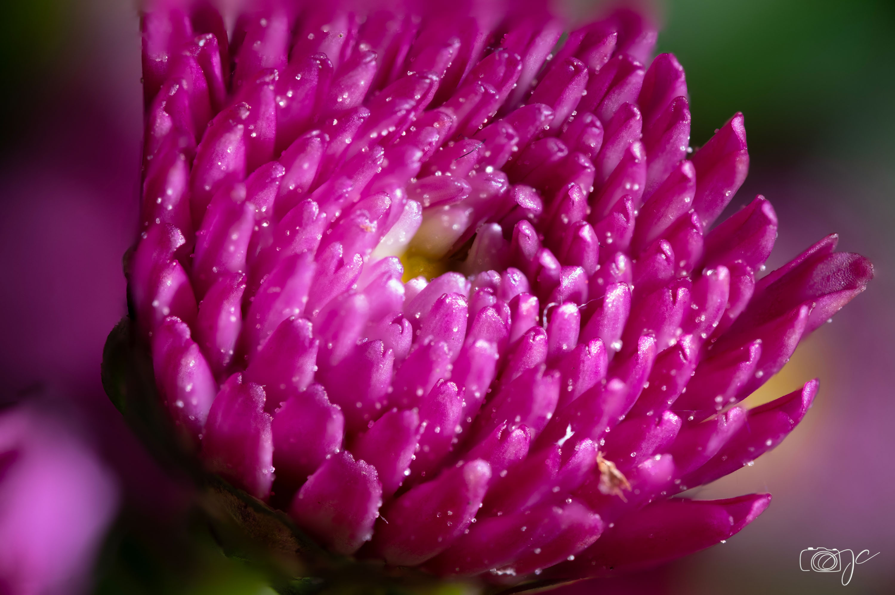 Macro