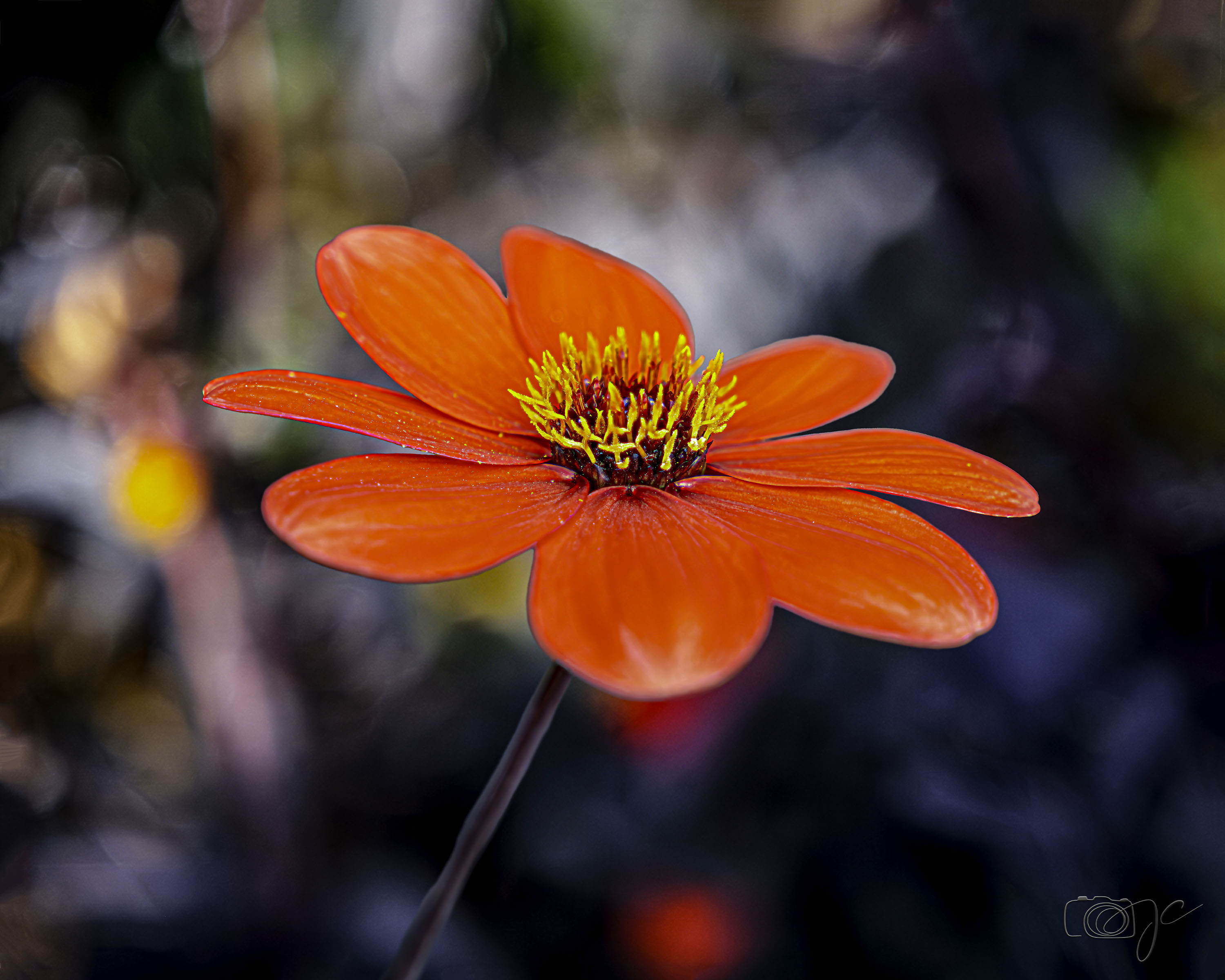 Macro