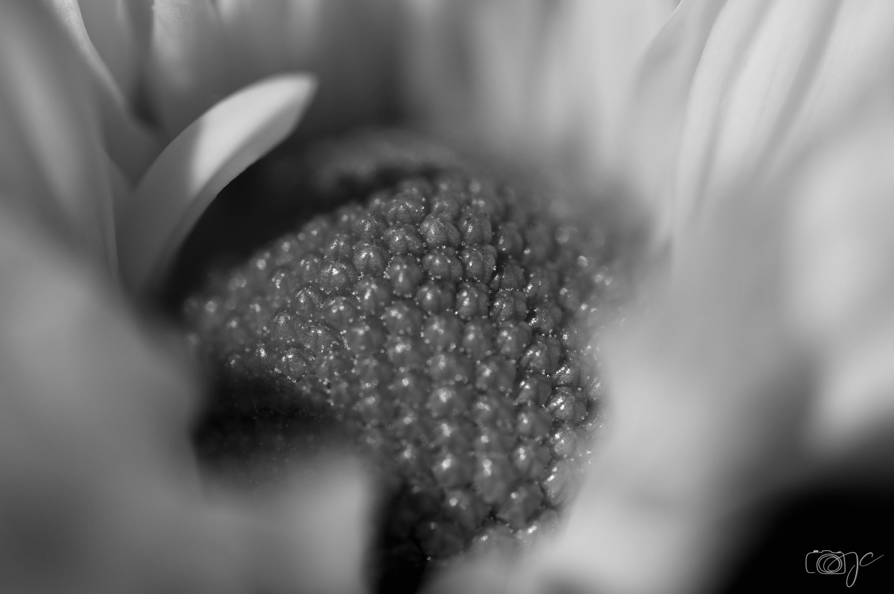 Macro