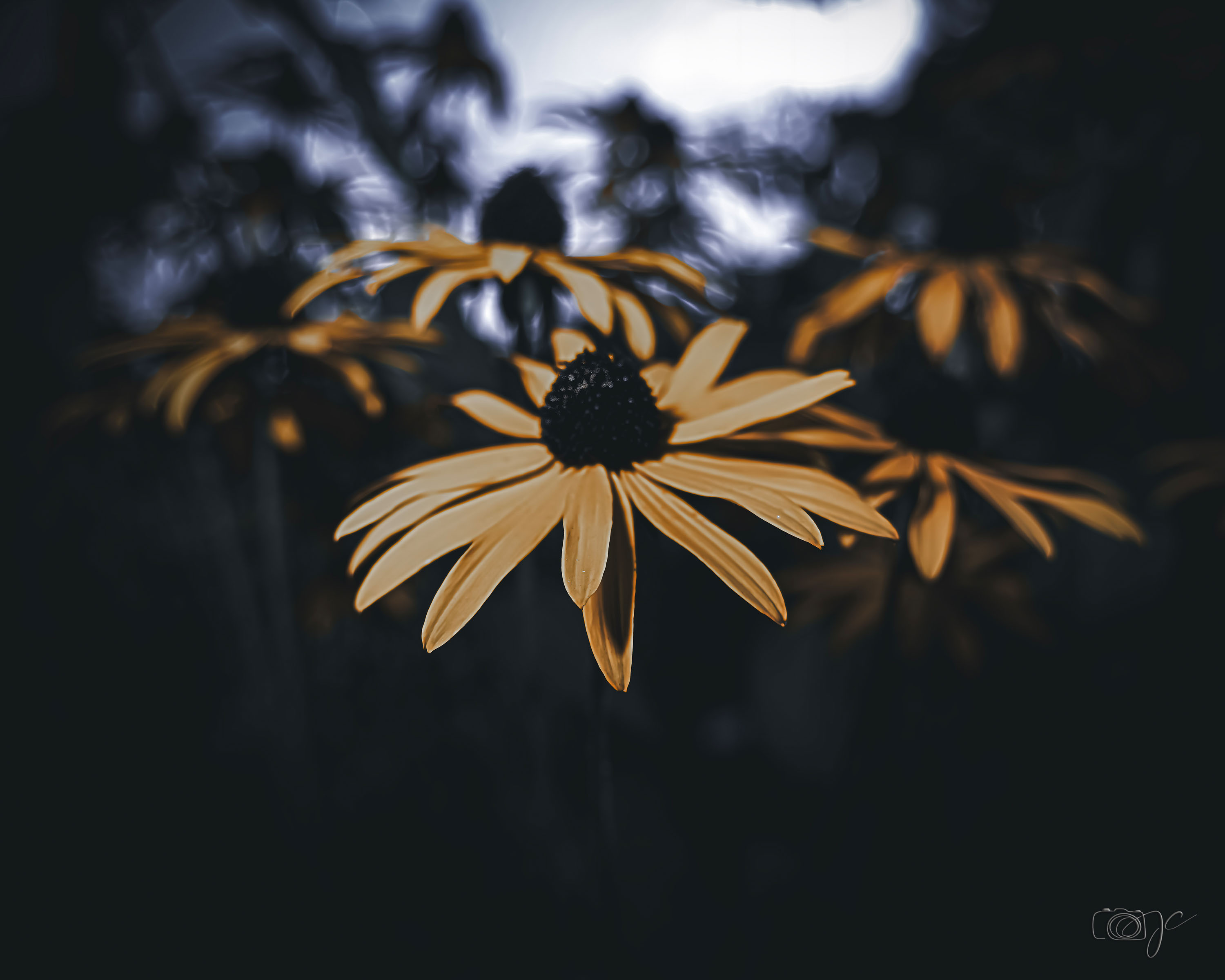 Macro