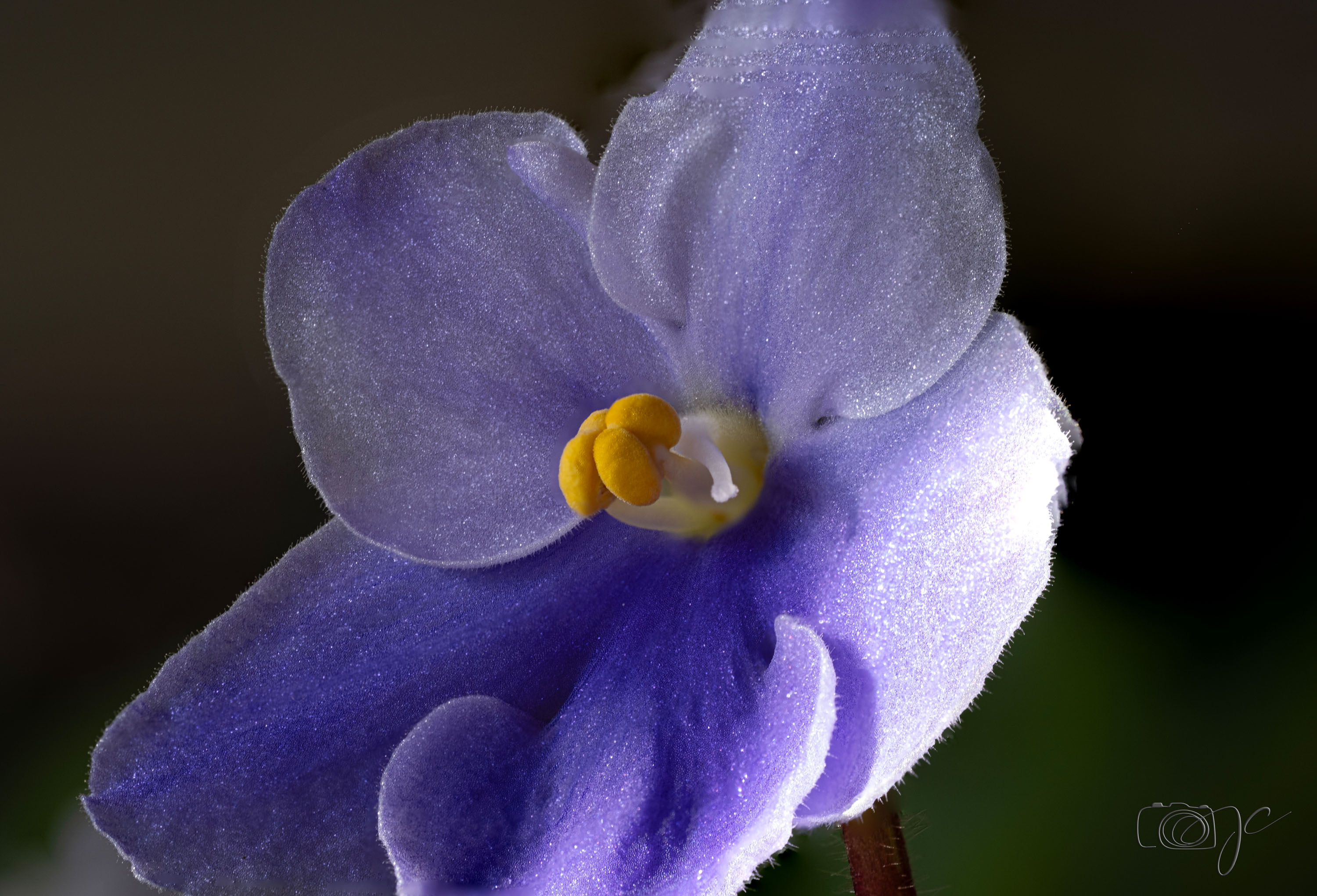 Macro