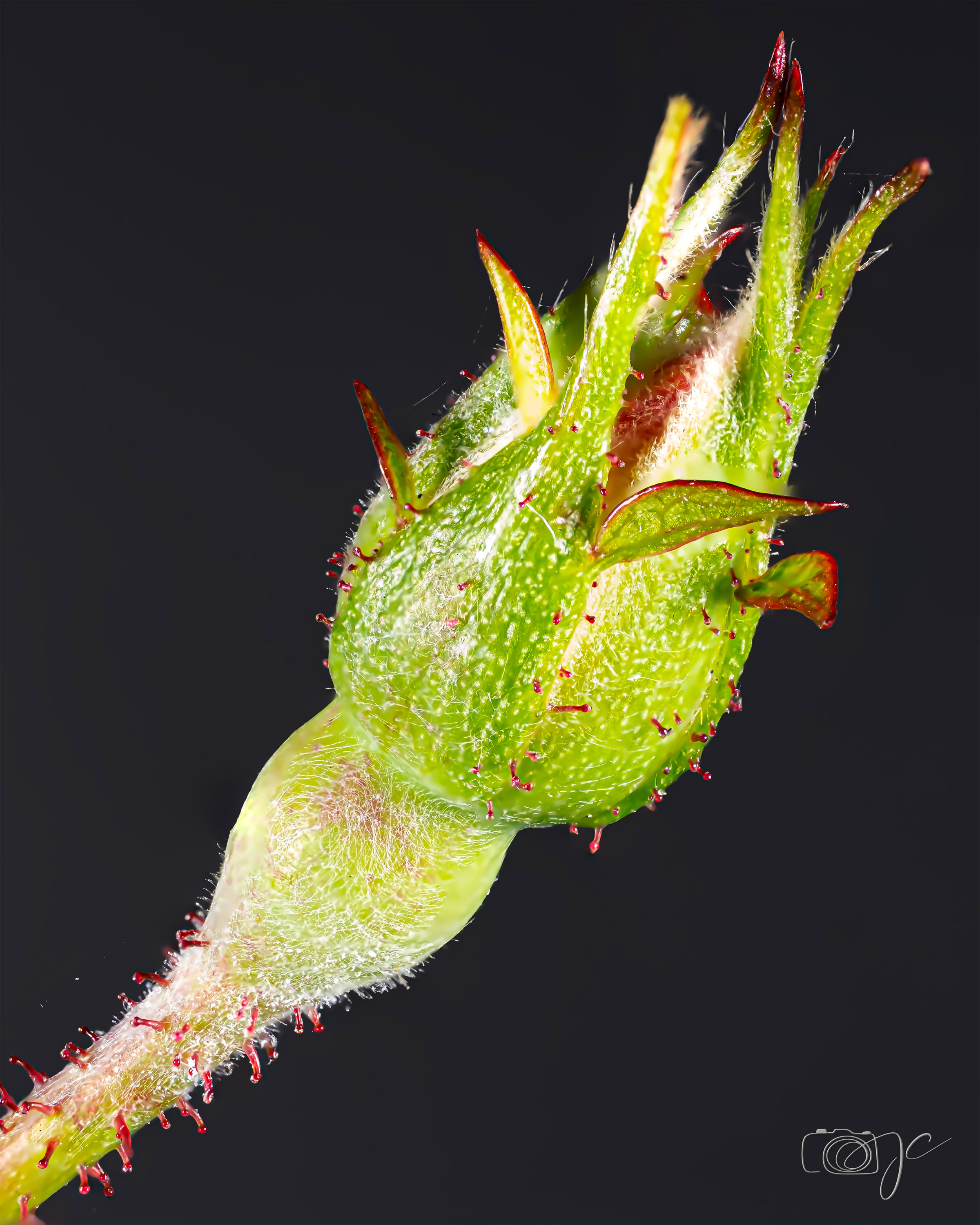 Macro