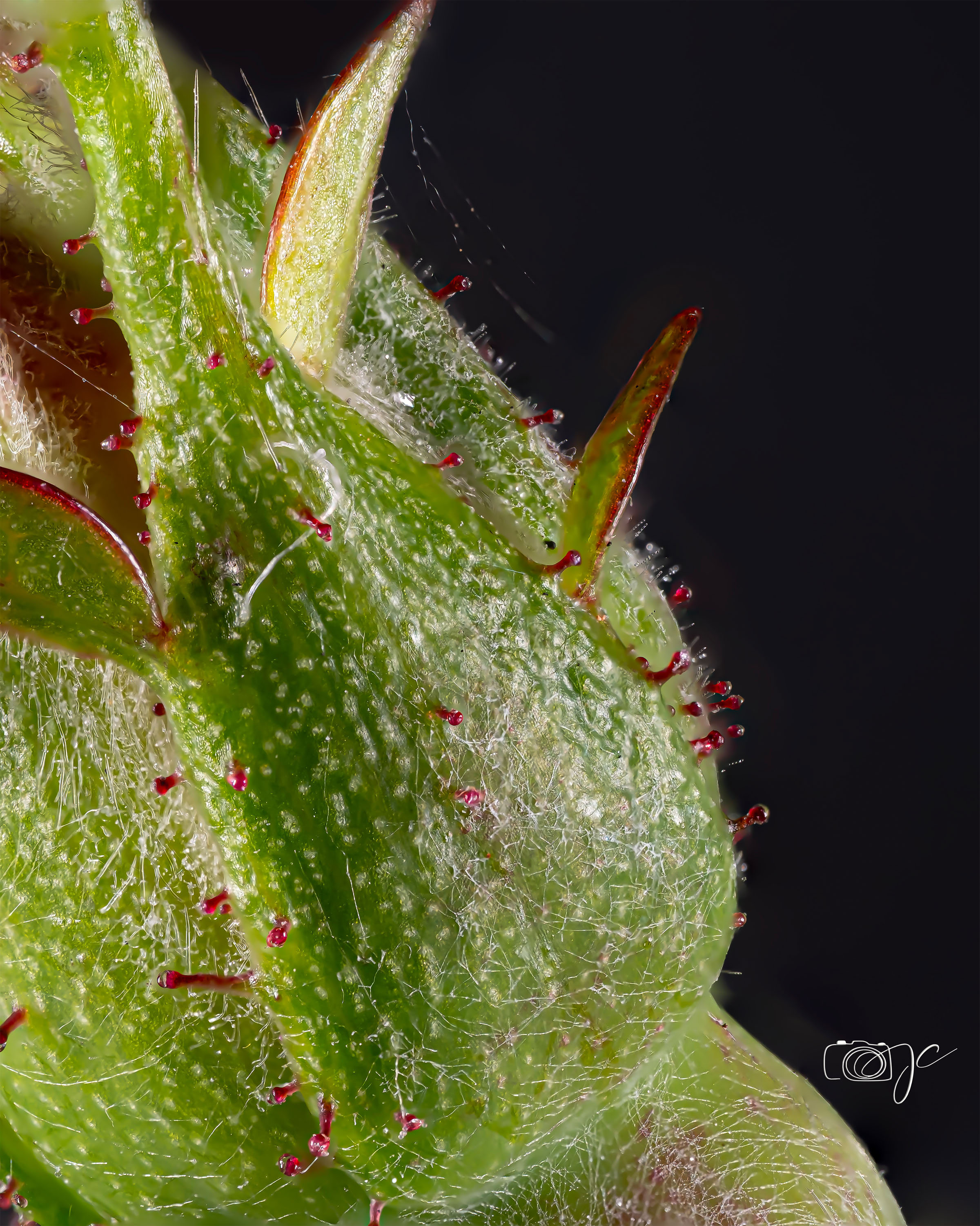 Macro