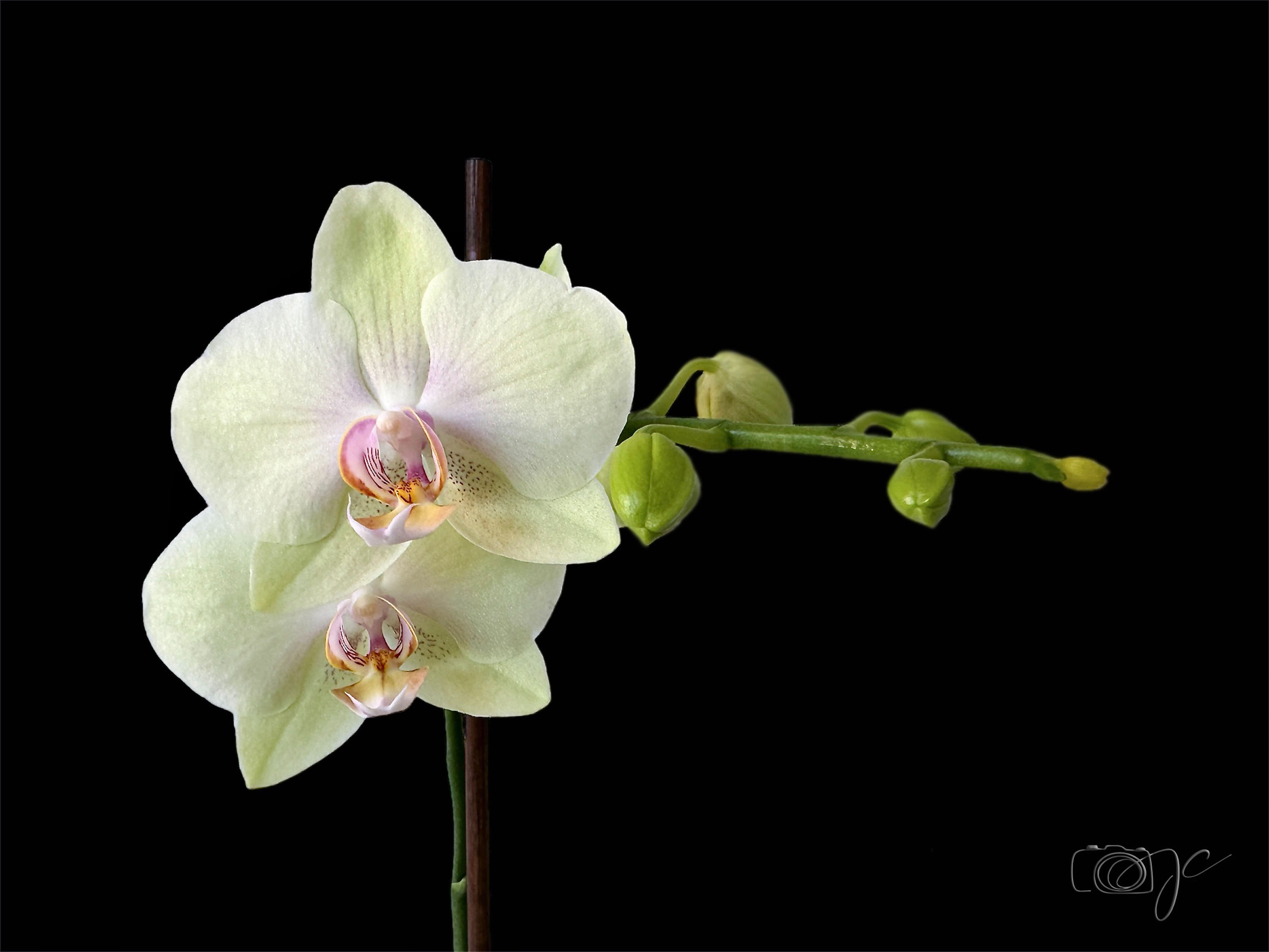 Macro