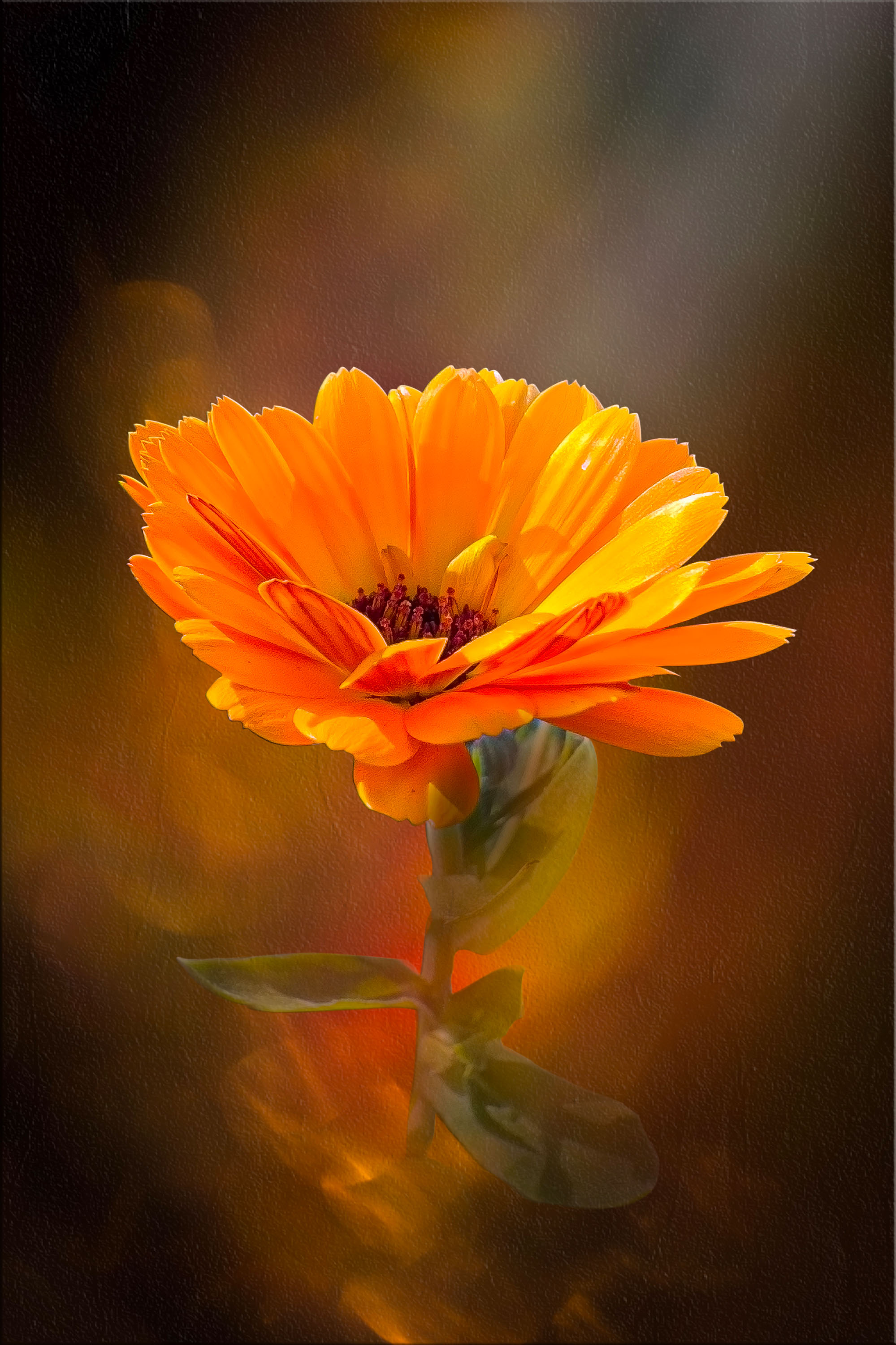 Macro