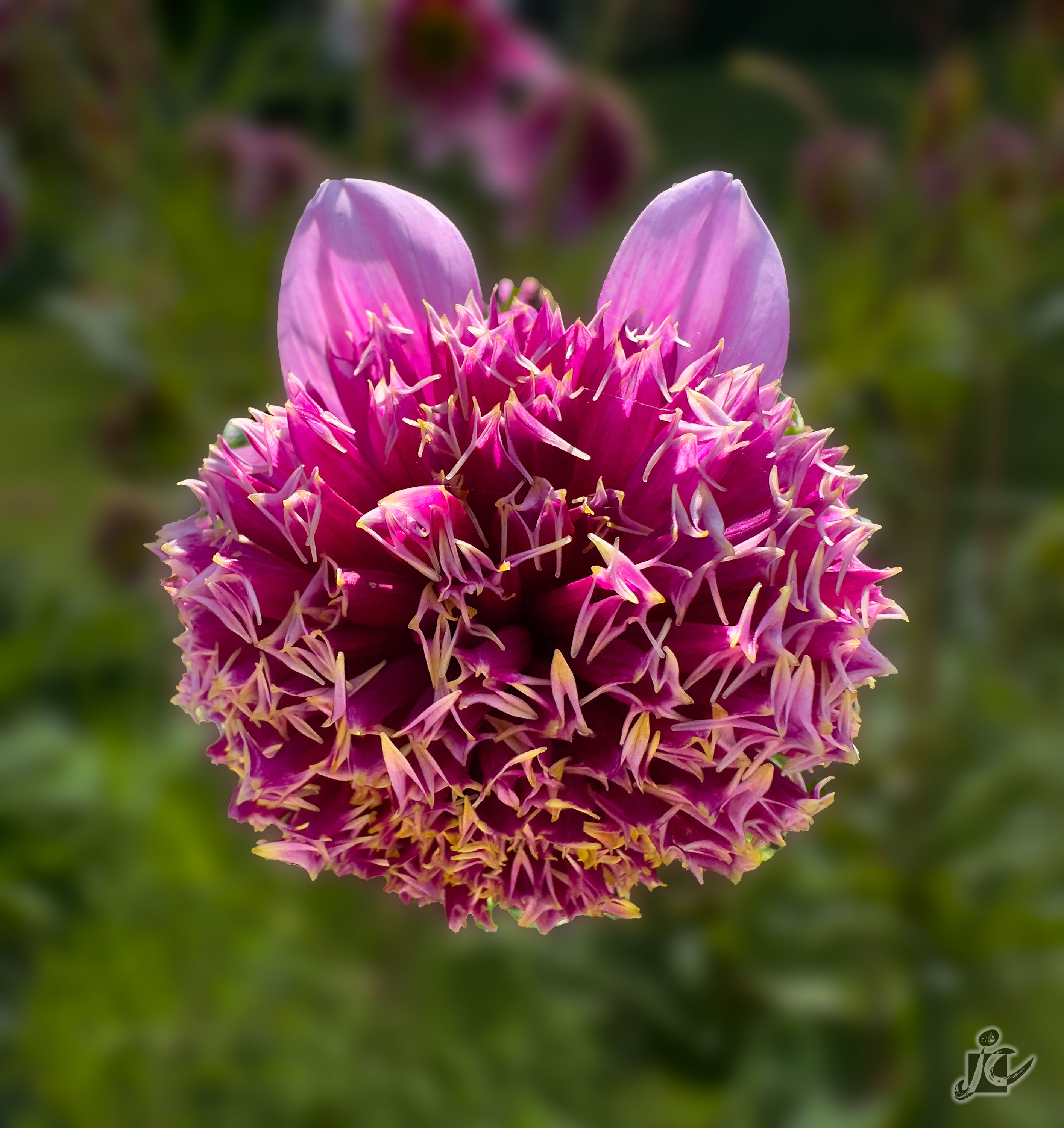 Macro