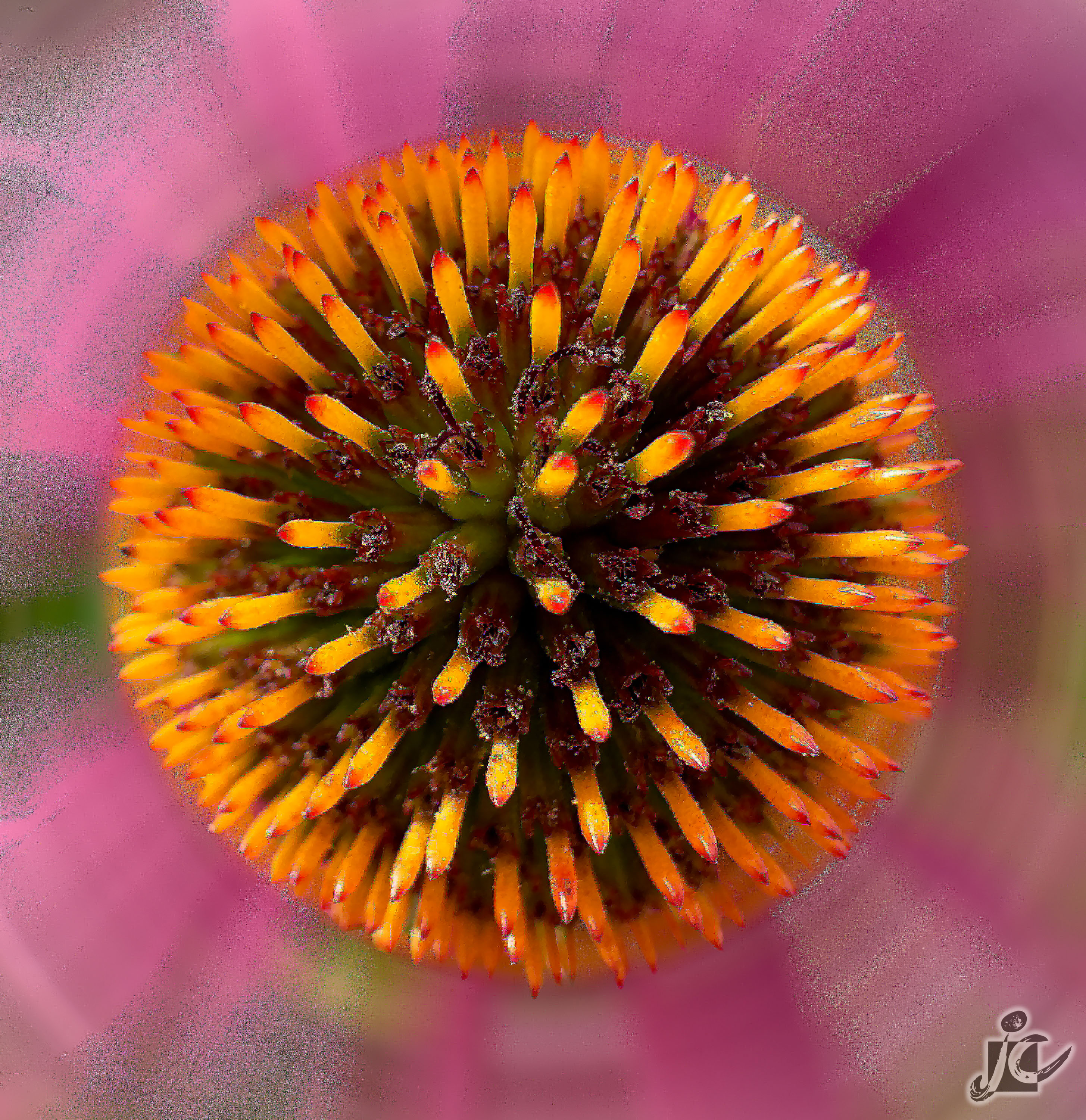 Macro