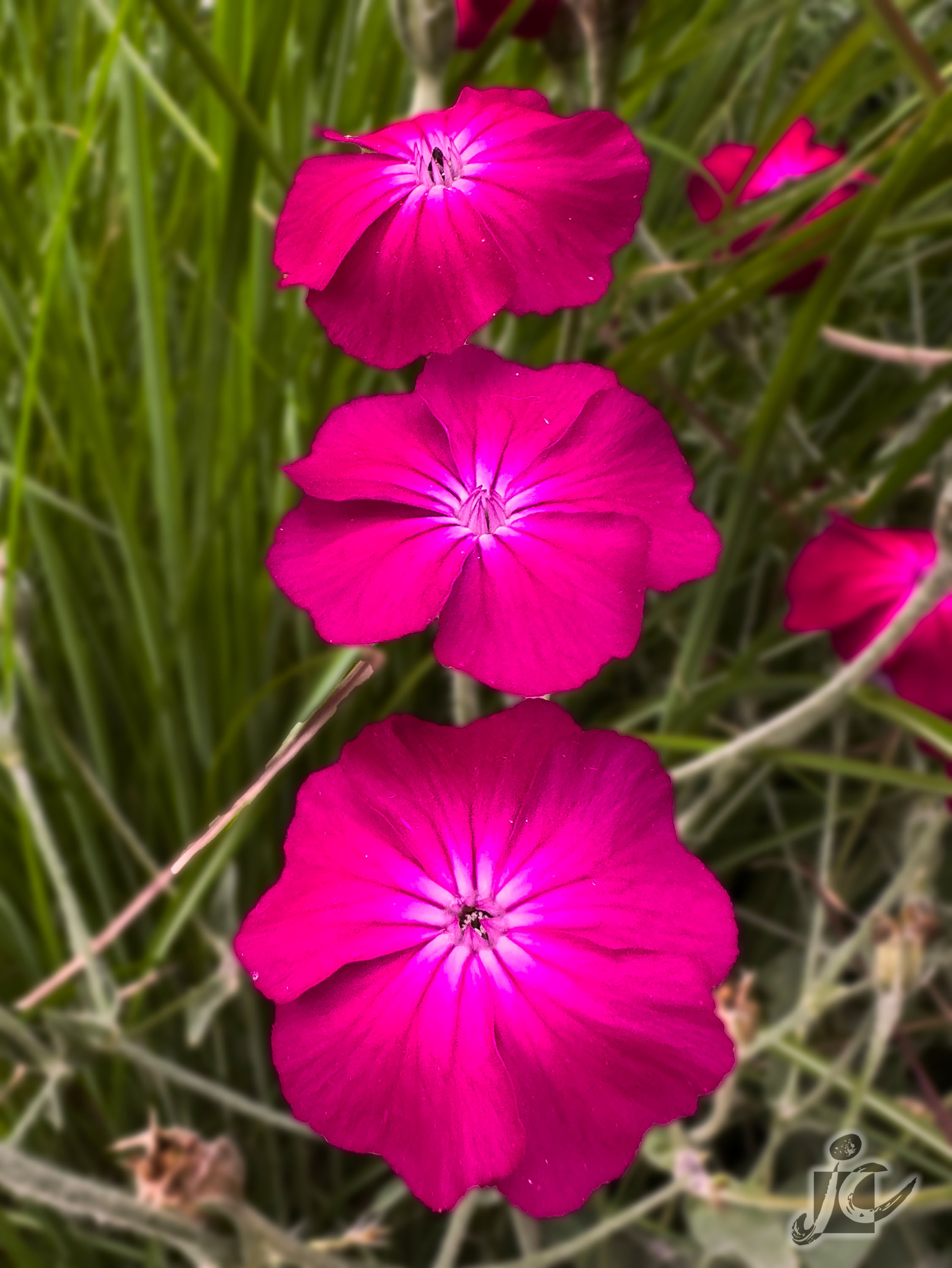 Macro