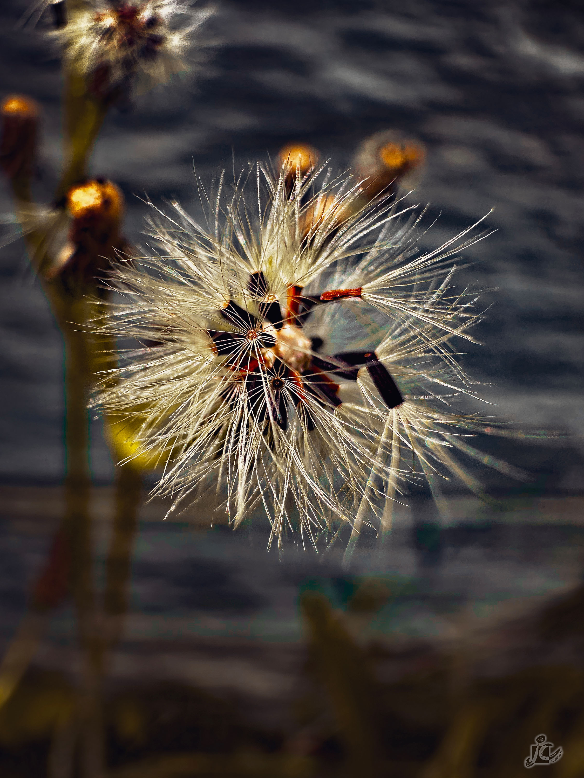 Macro