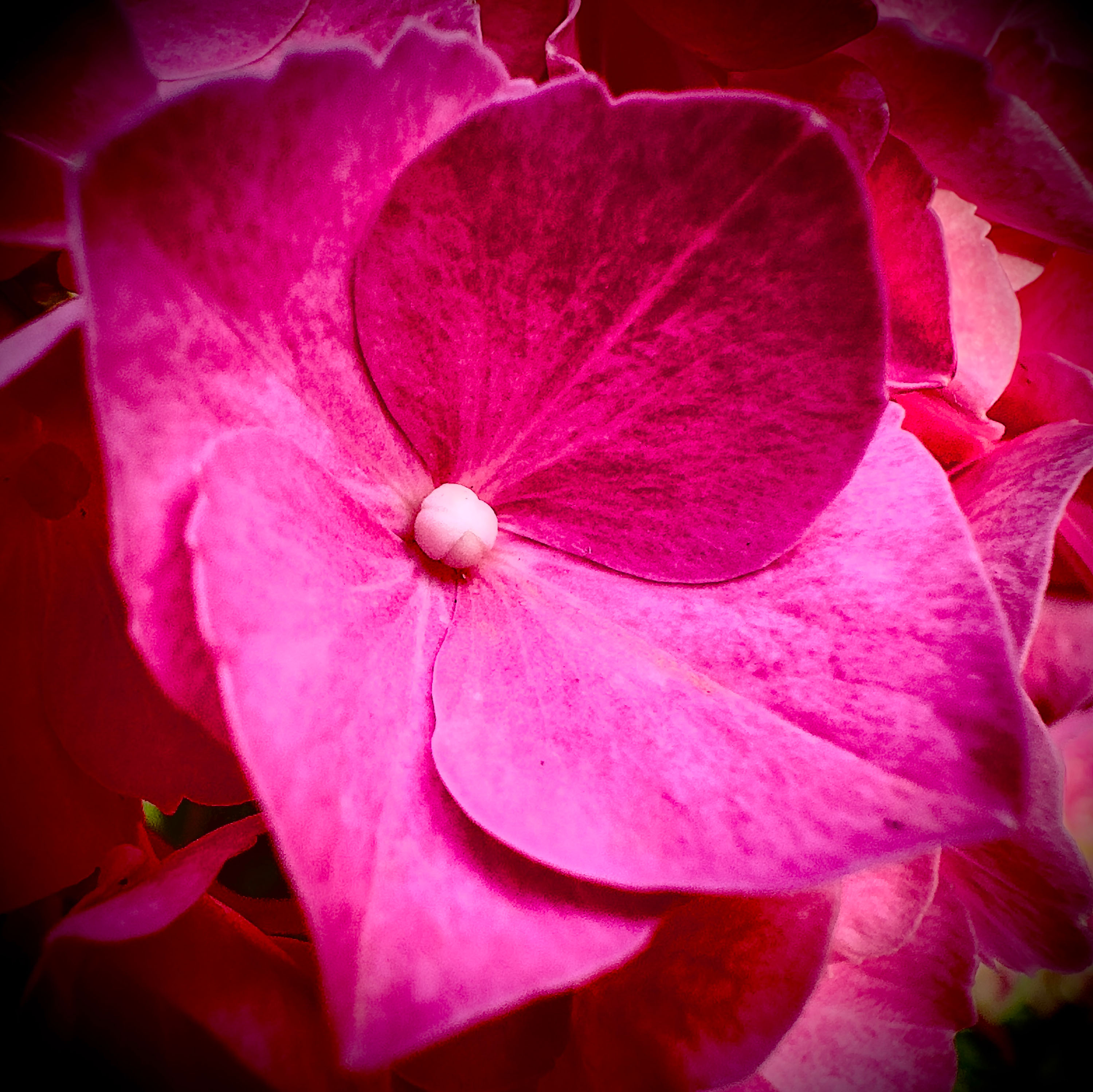 Macro