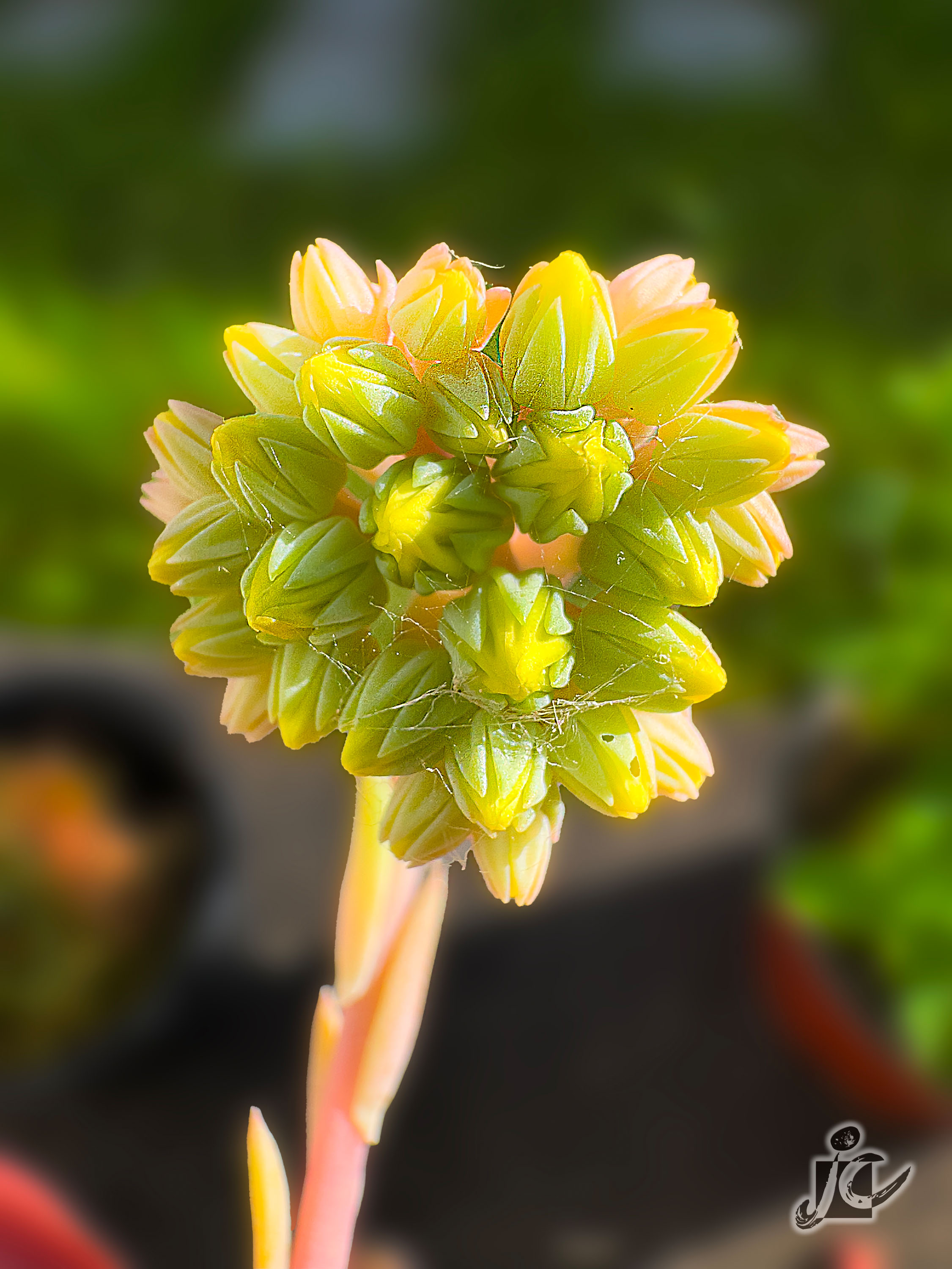 Macro
