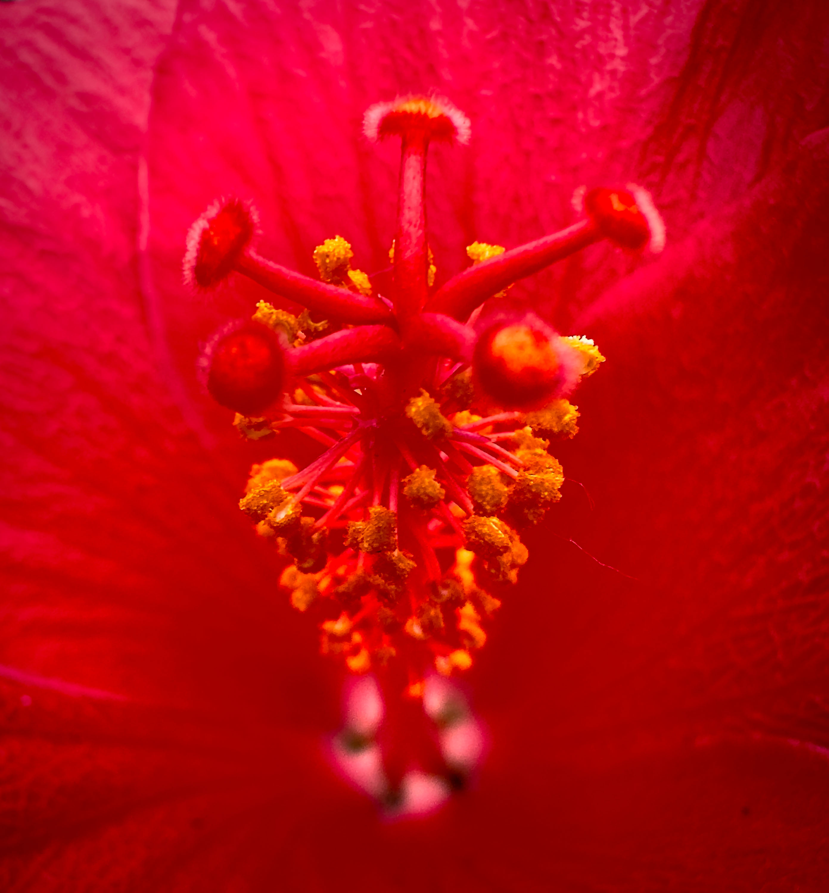 Macro