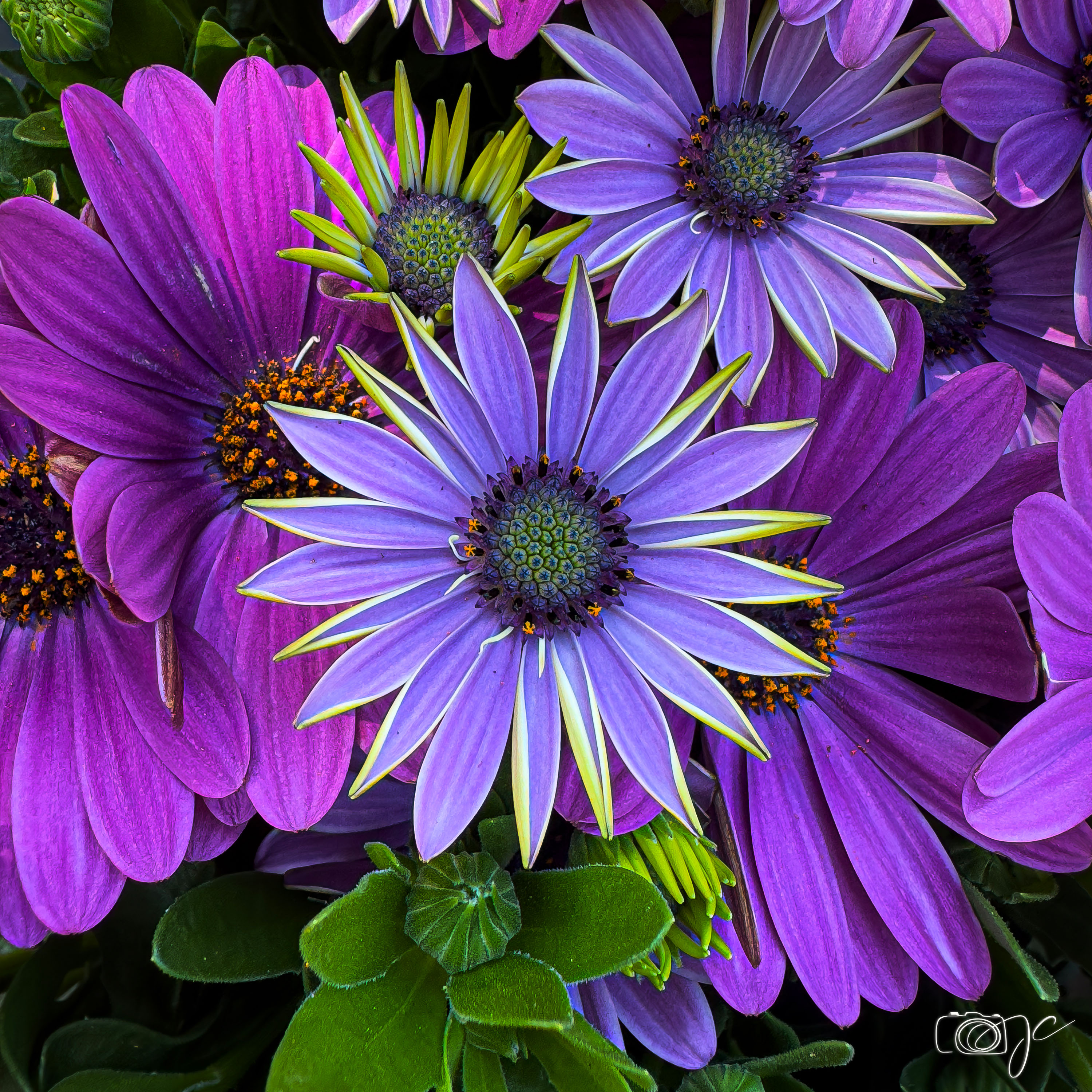 Macro