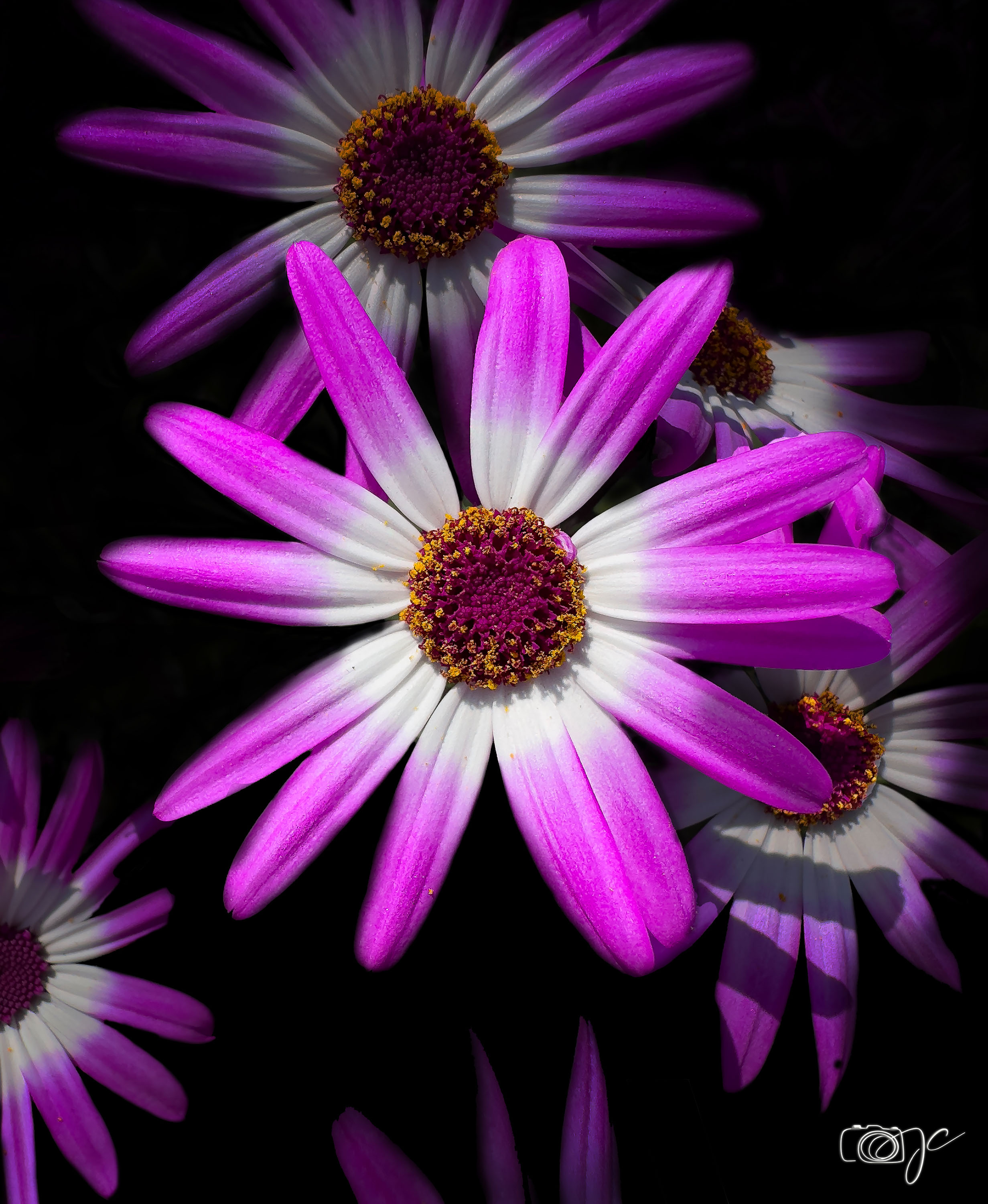 Macro