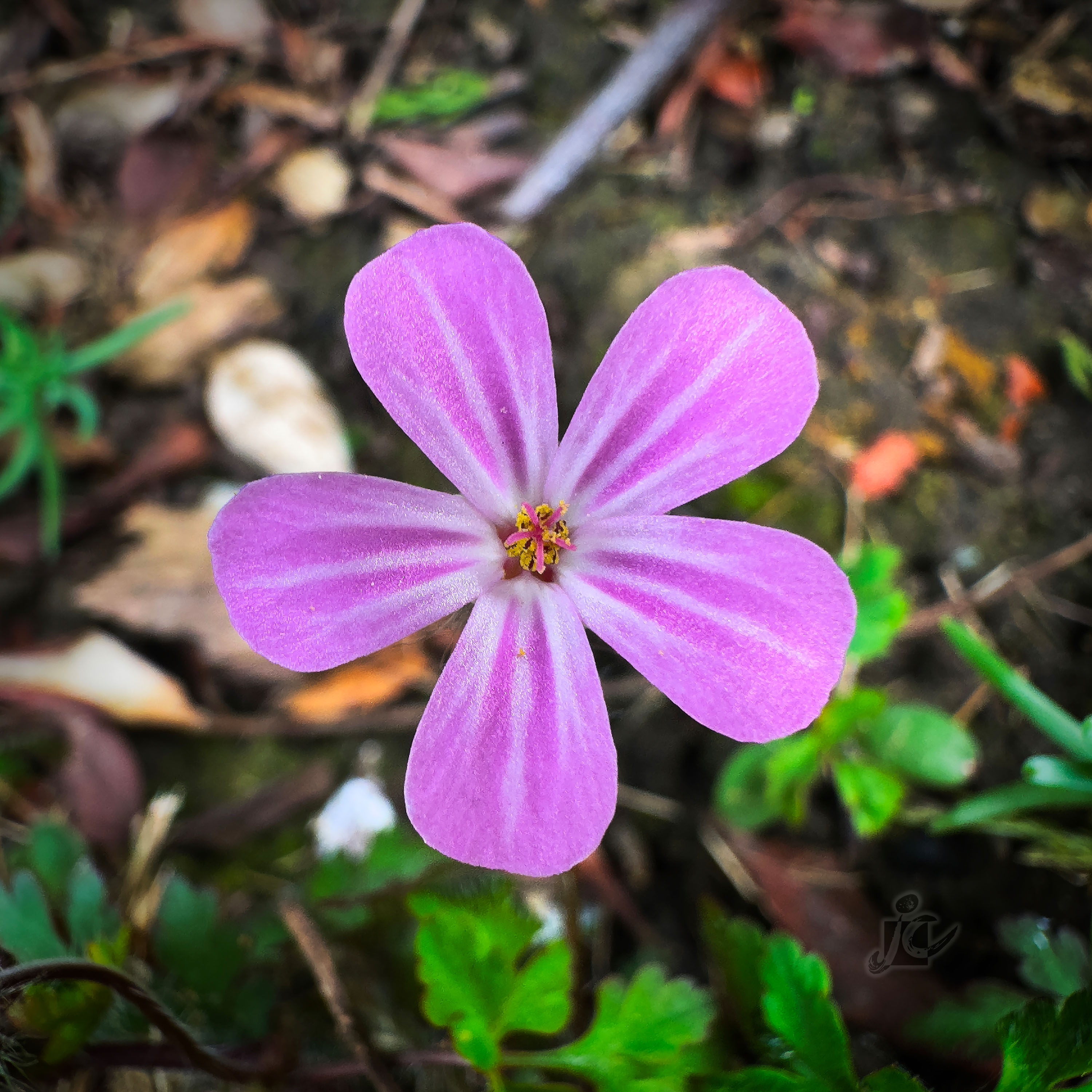 Macro