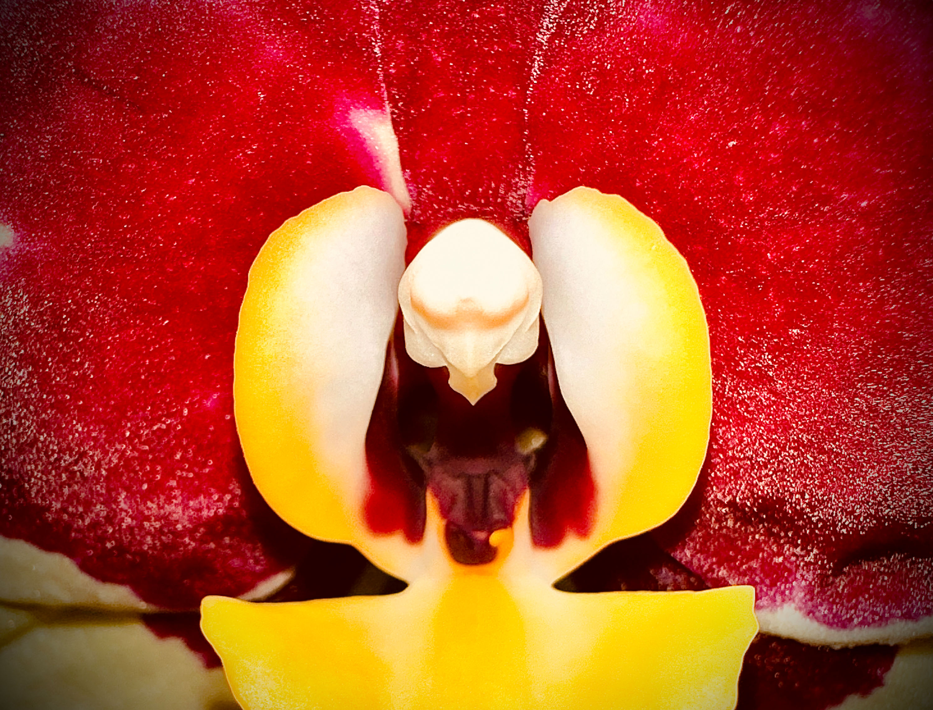Macro
