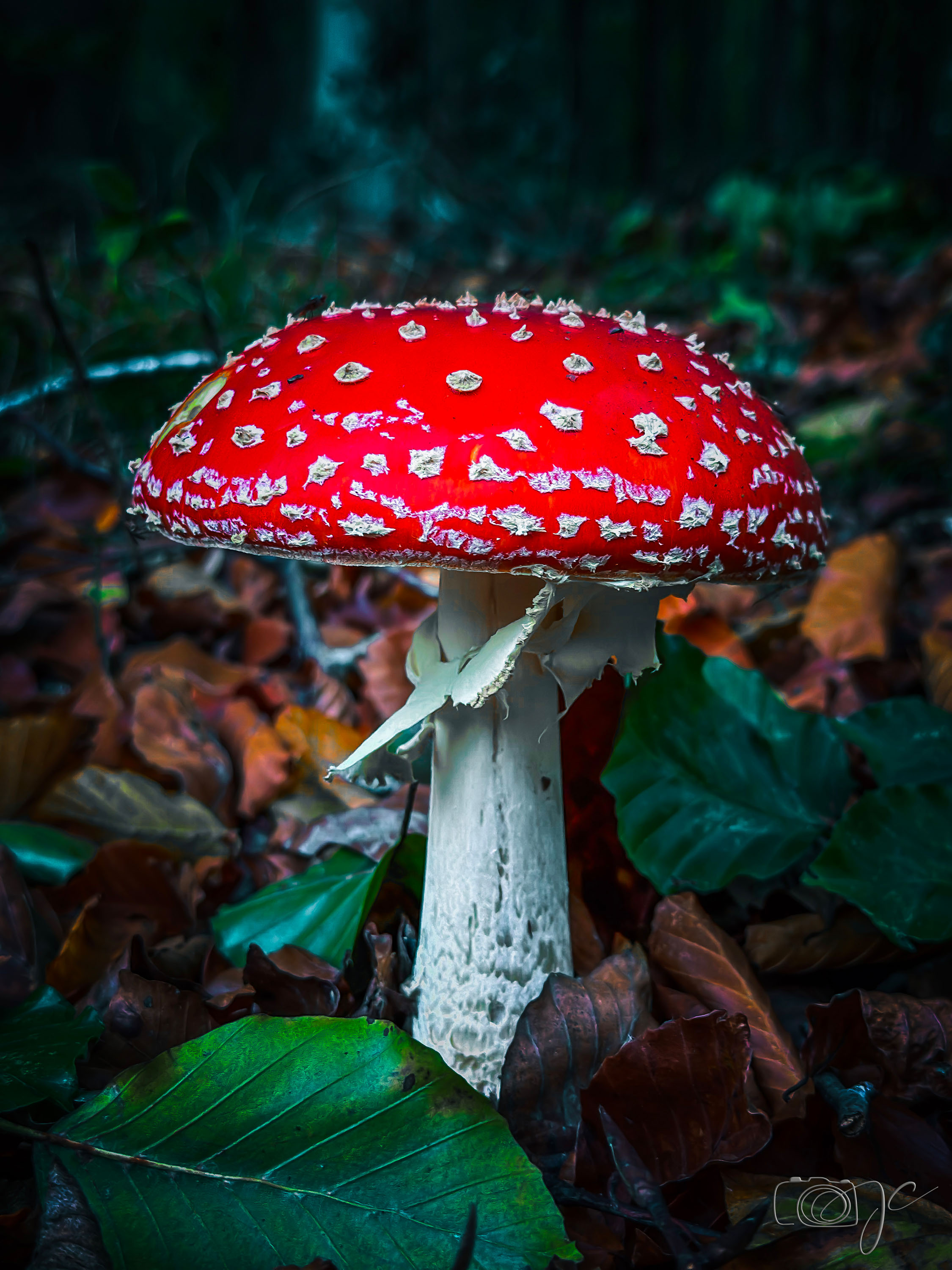 Macro