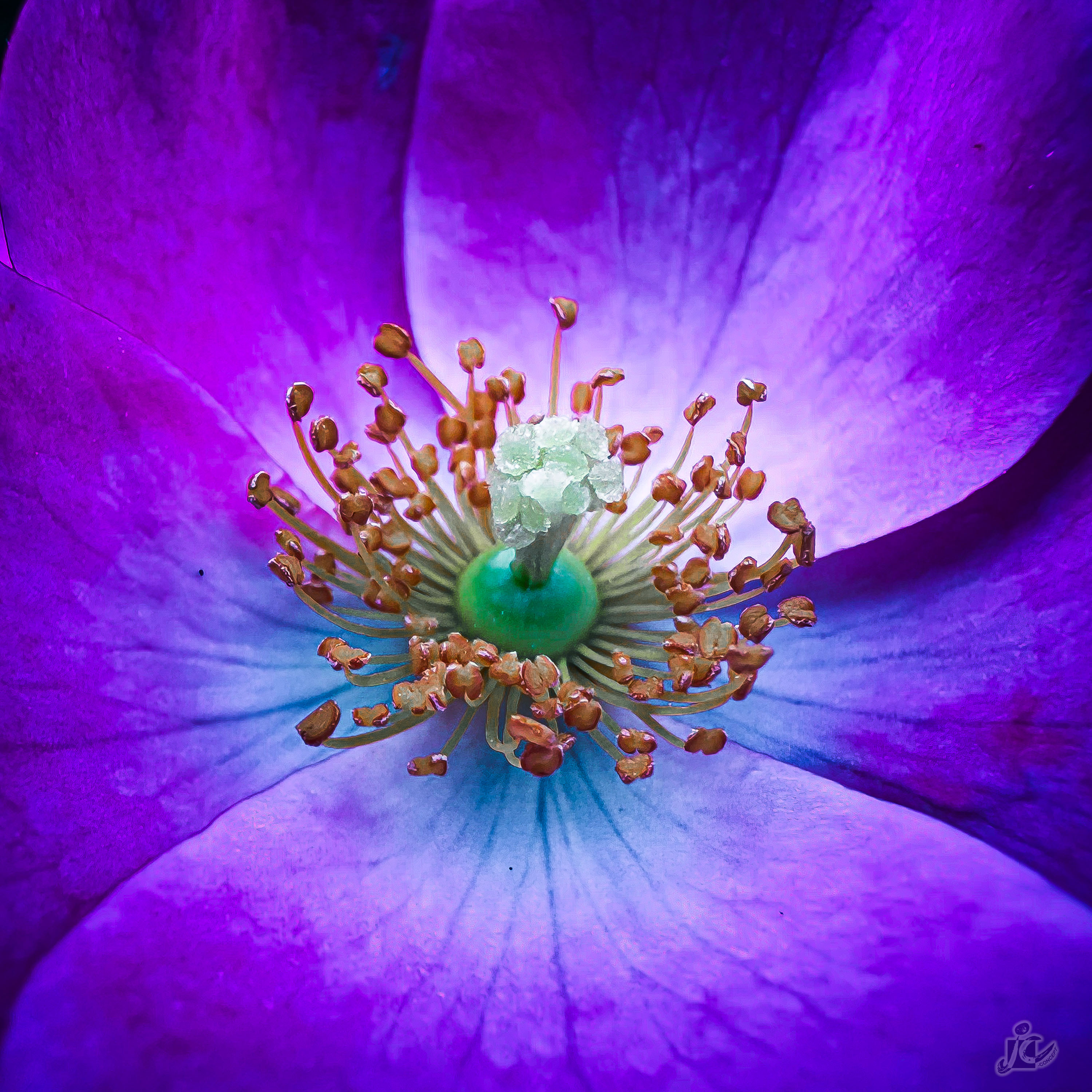Macro