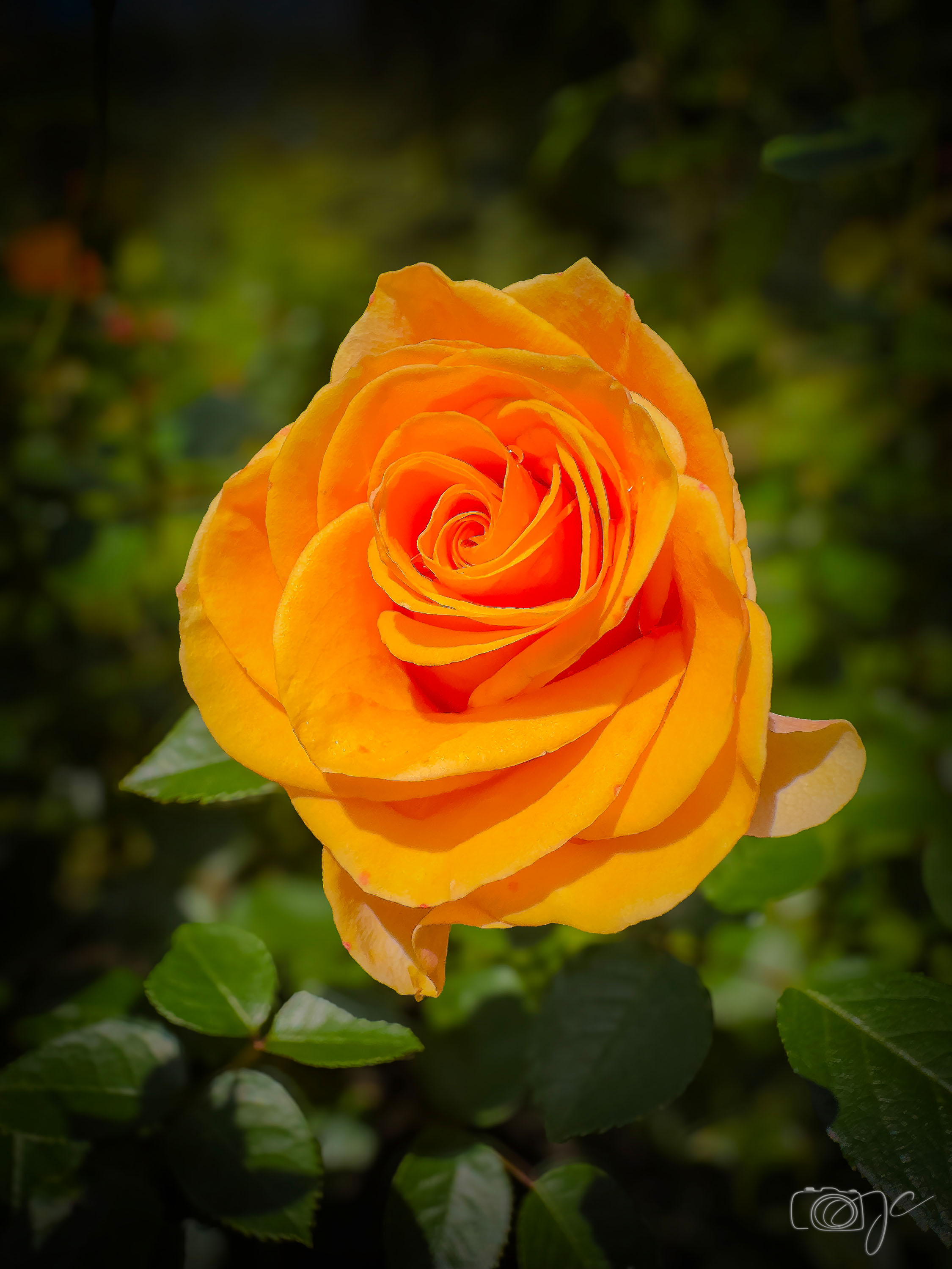Macro