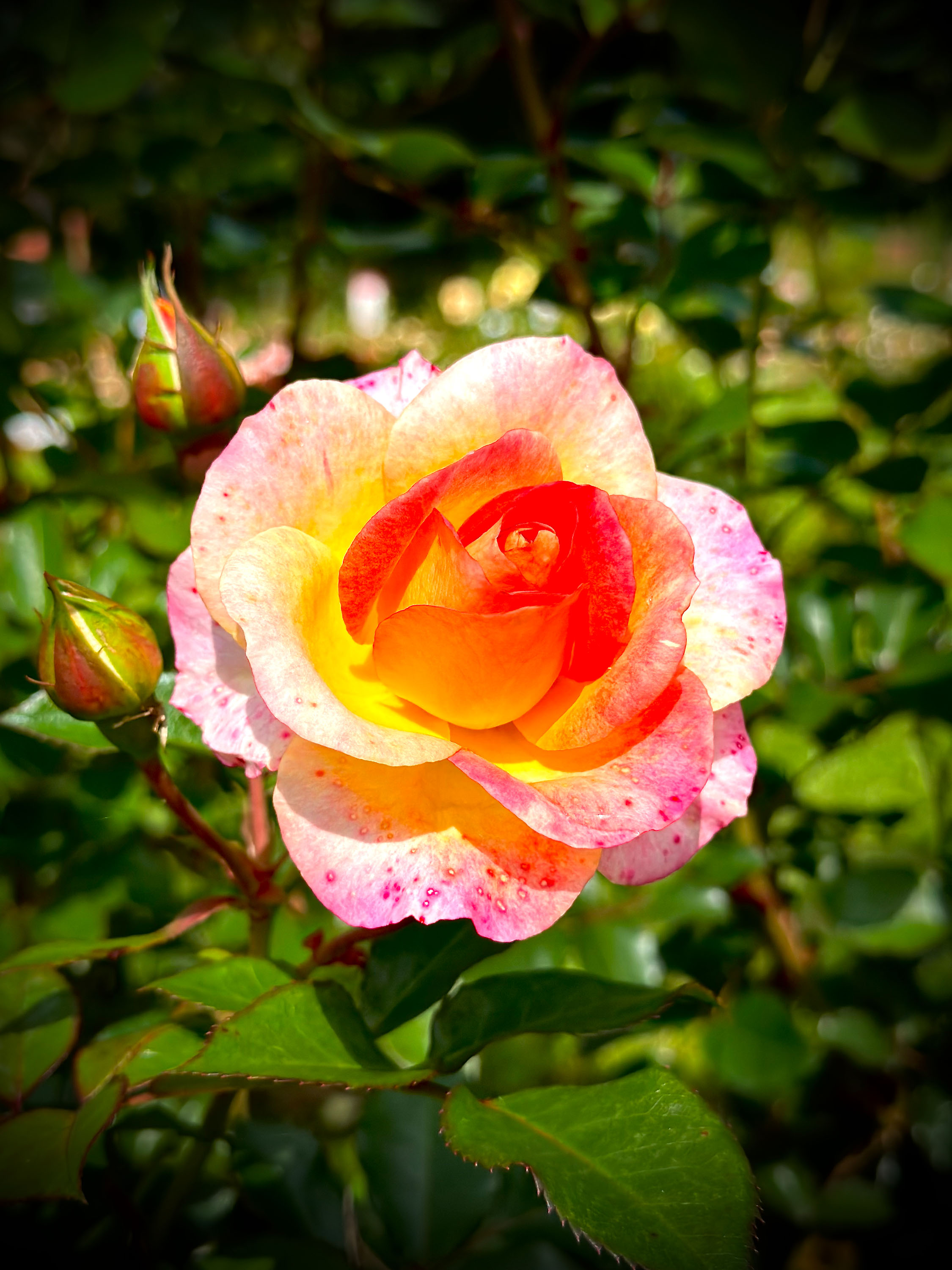 Macro