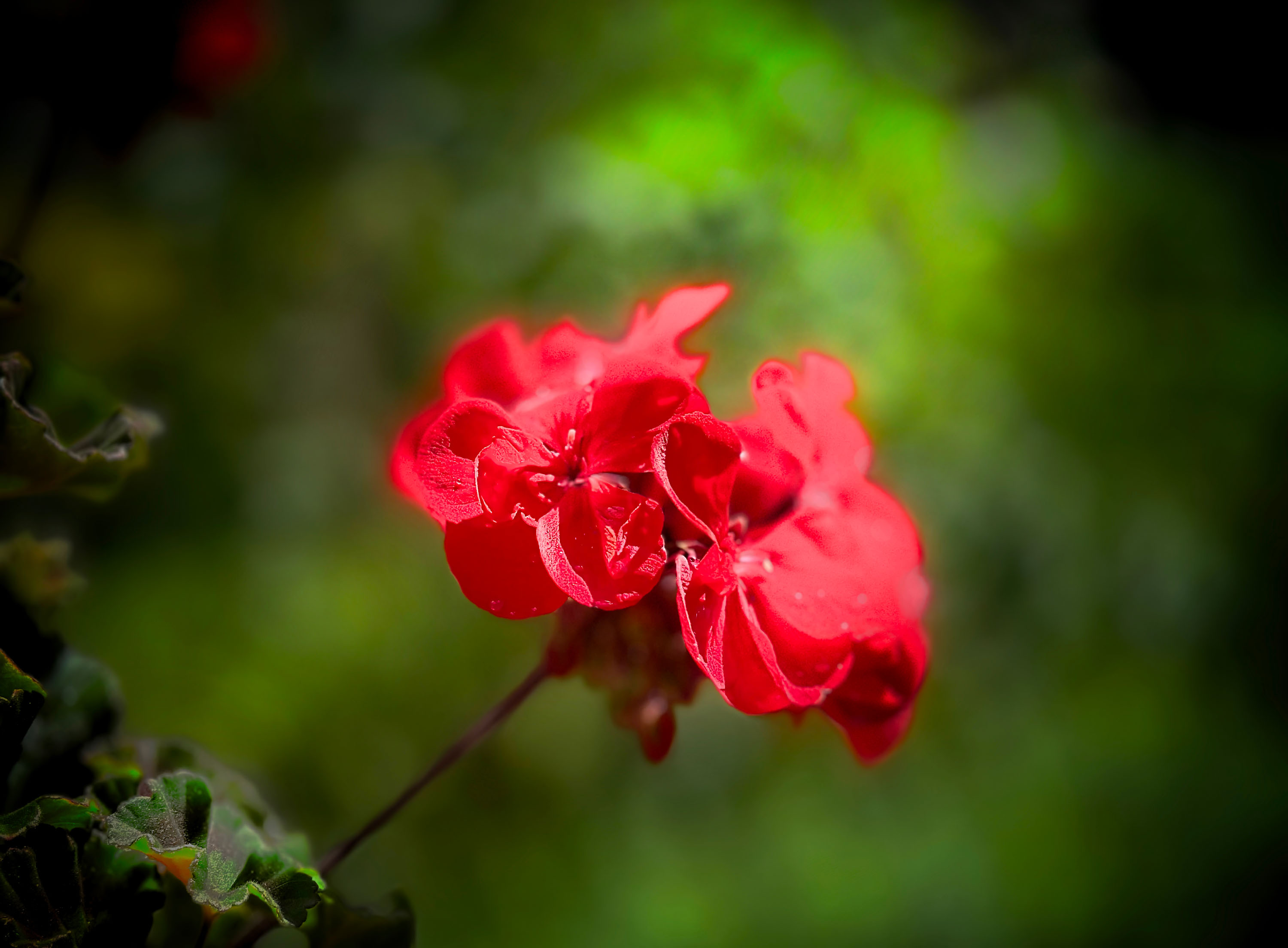 Macro