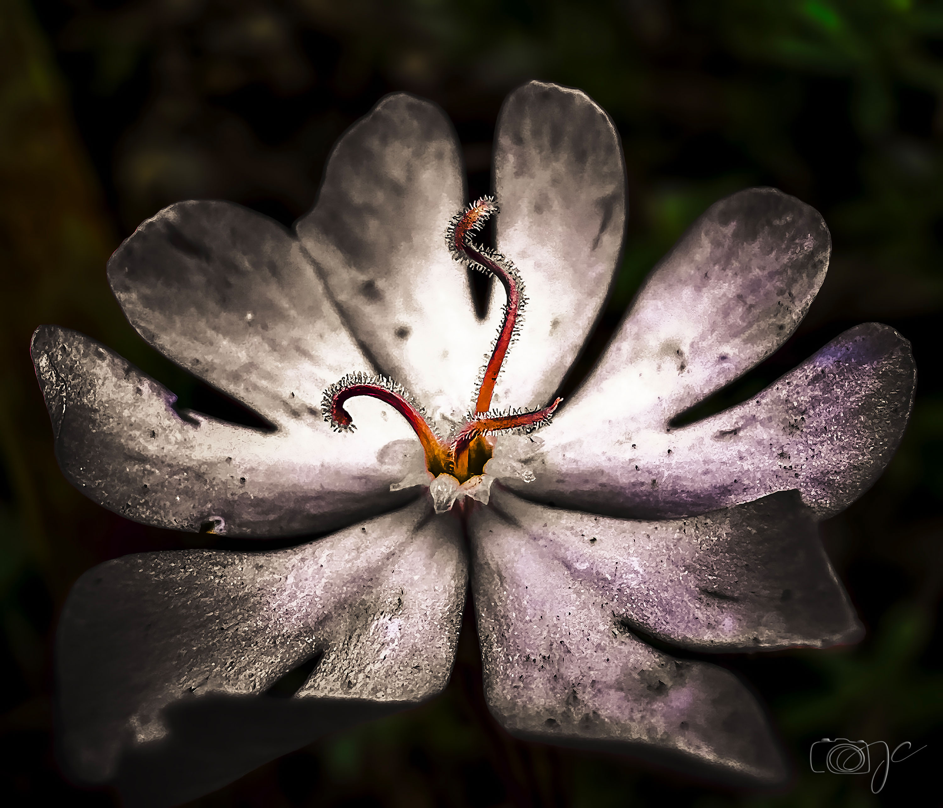 Macro