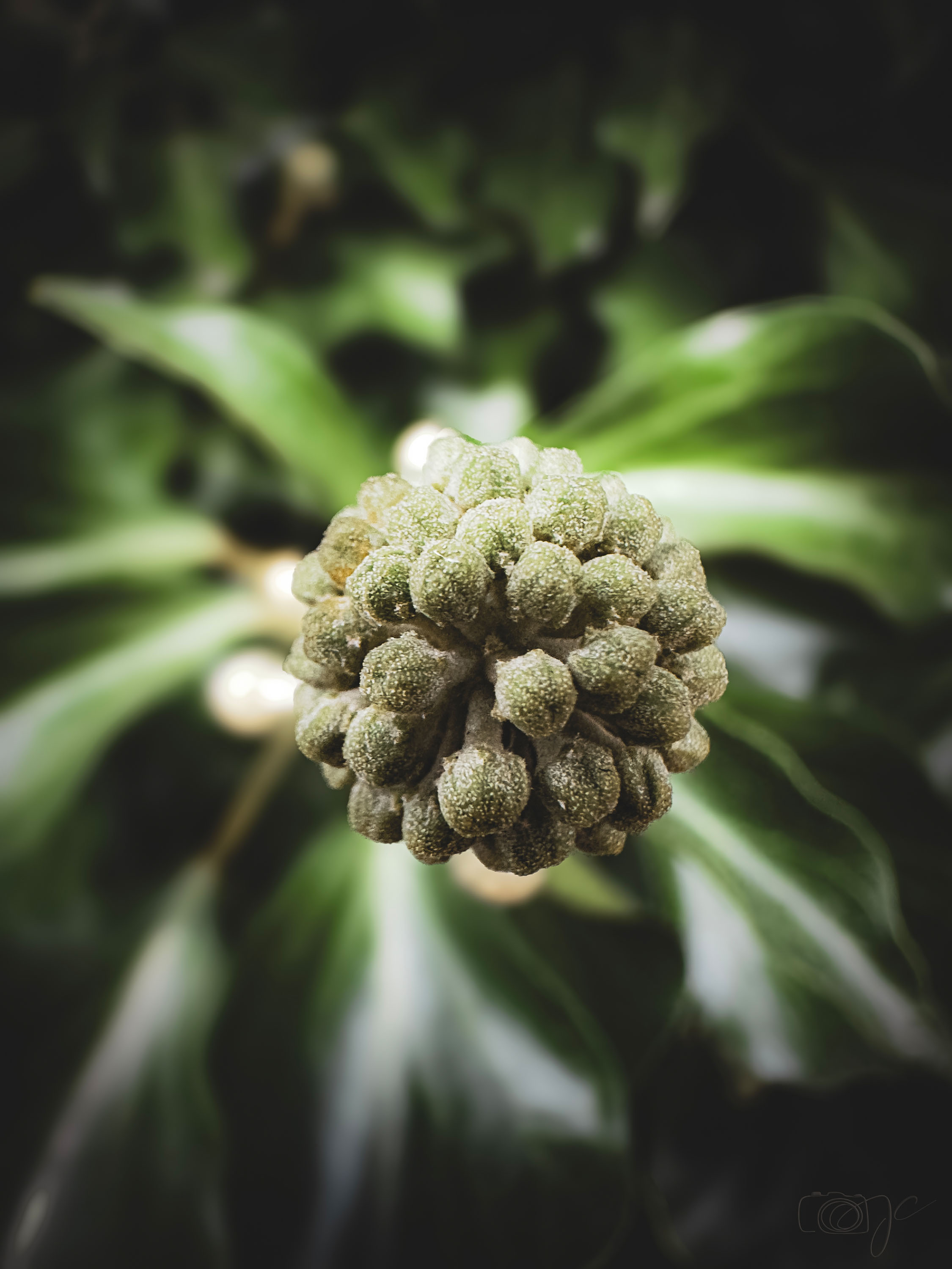 Macro