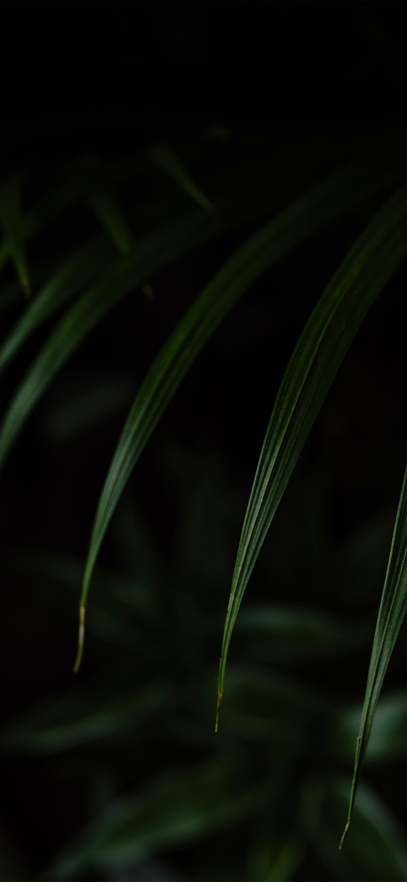 Macro
