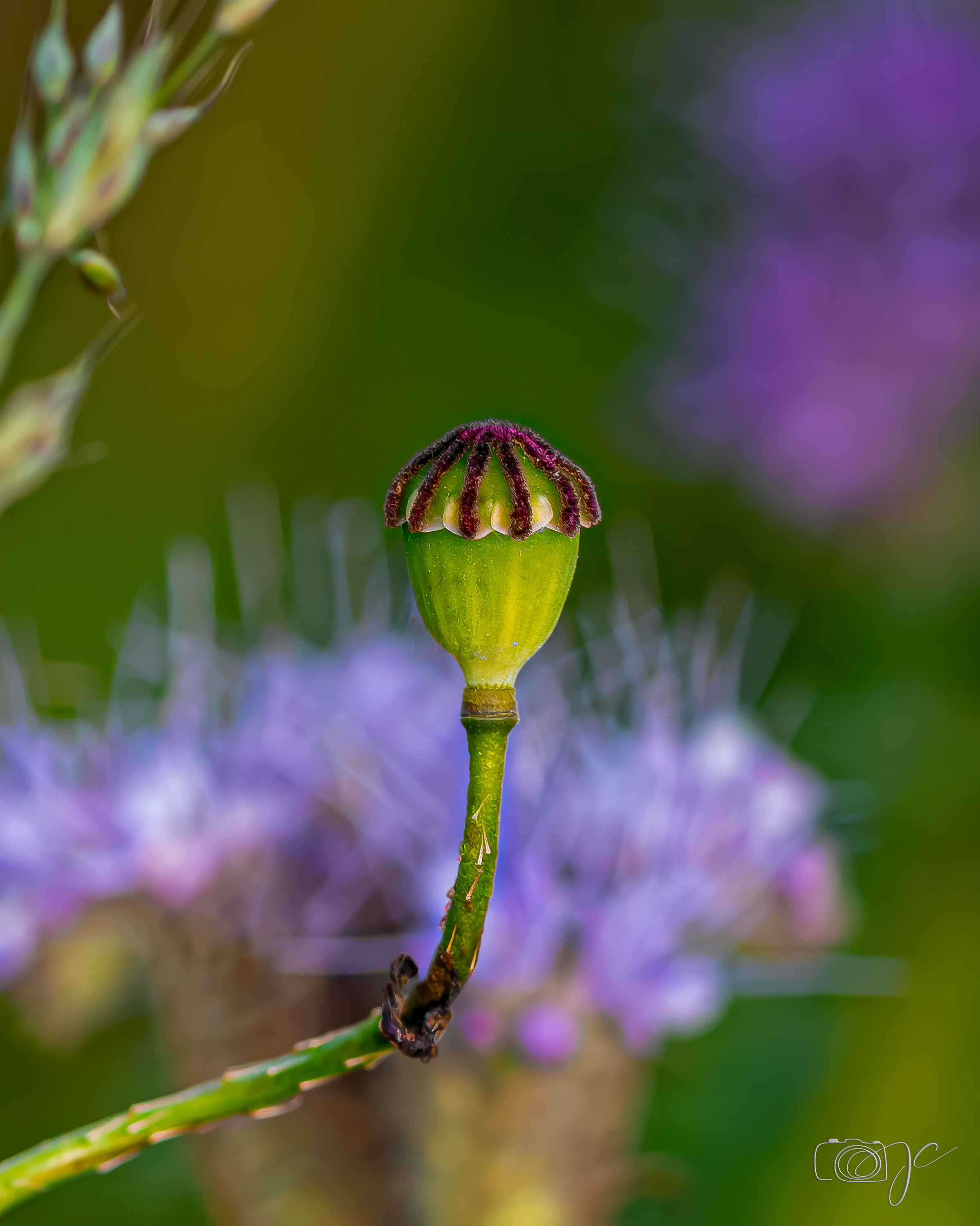 Macro