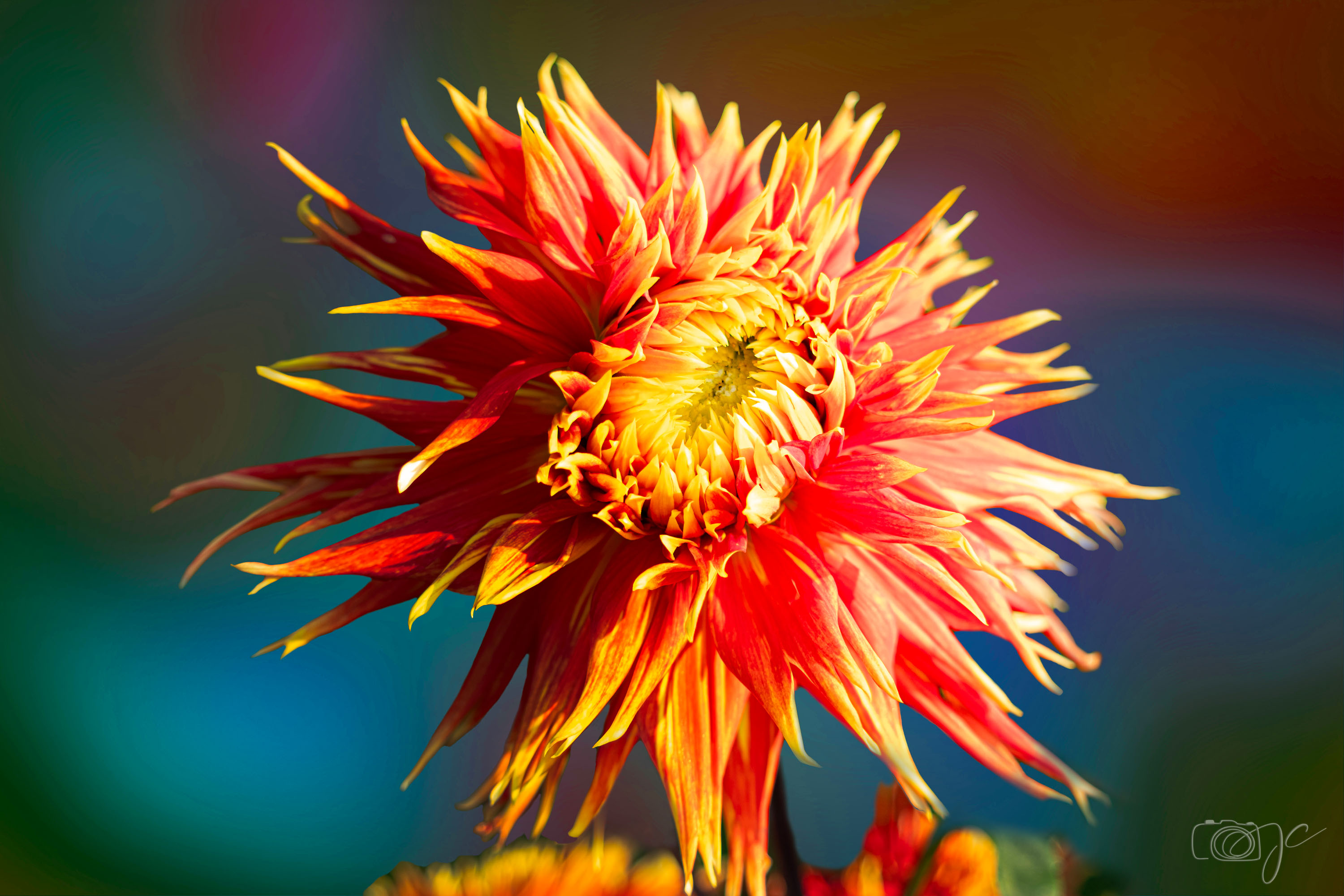 Macro