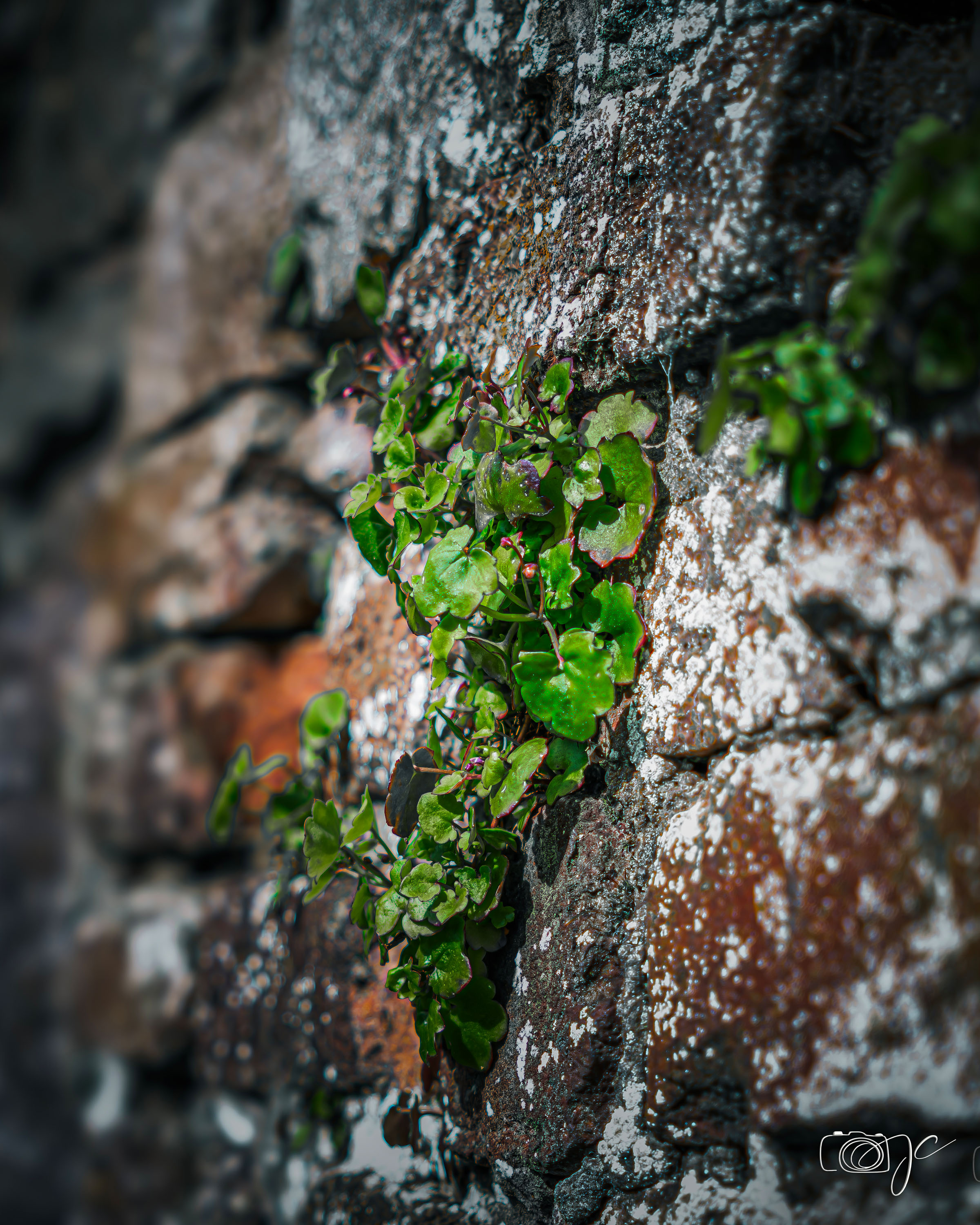 Macro