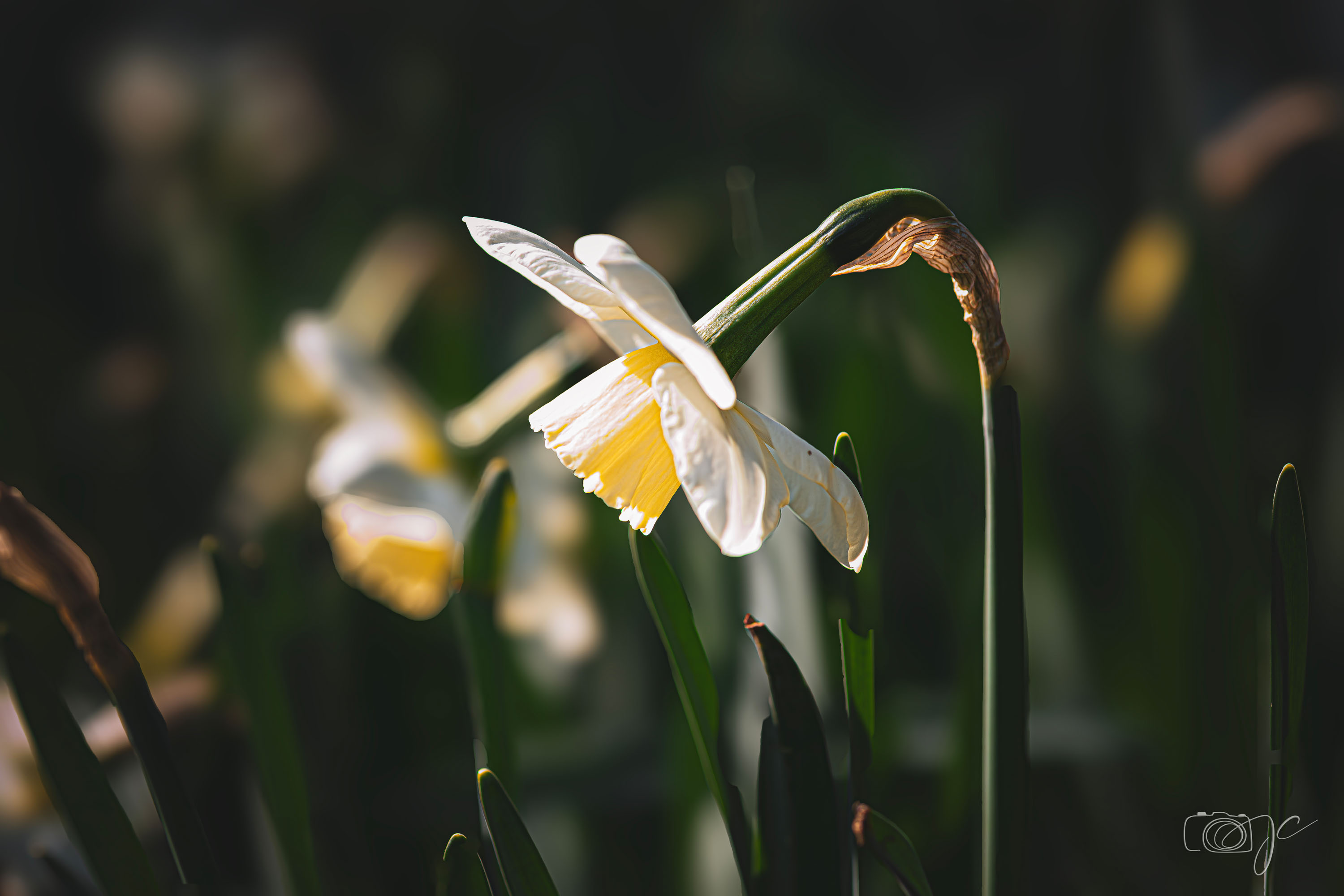 Macro