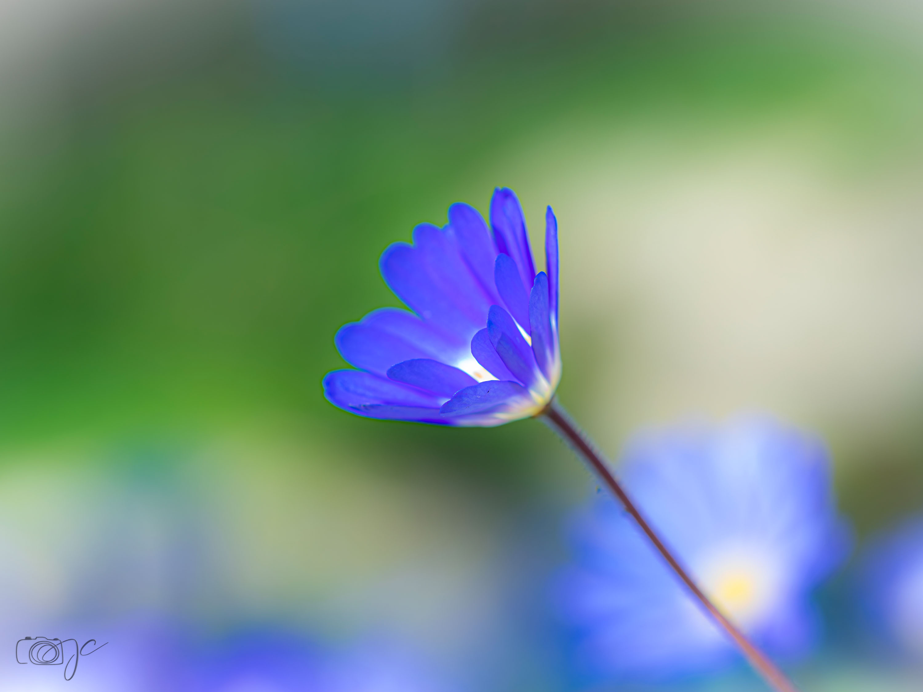 Macro