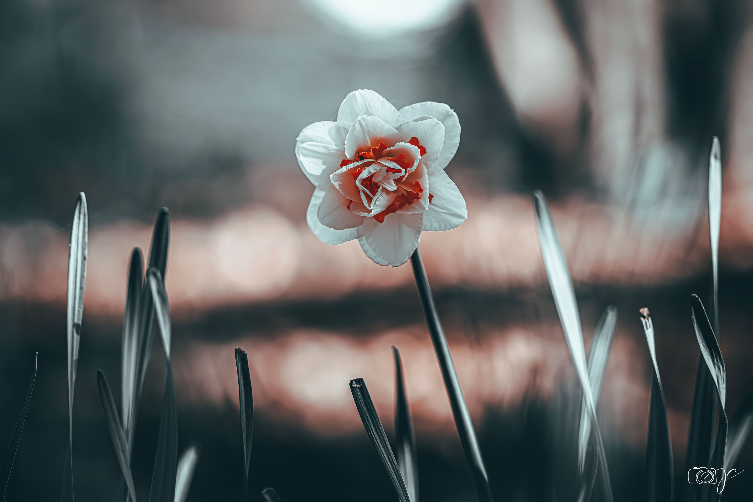 Macro