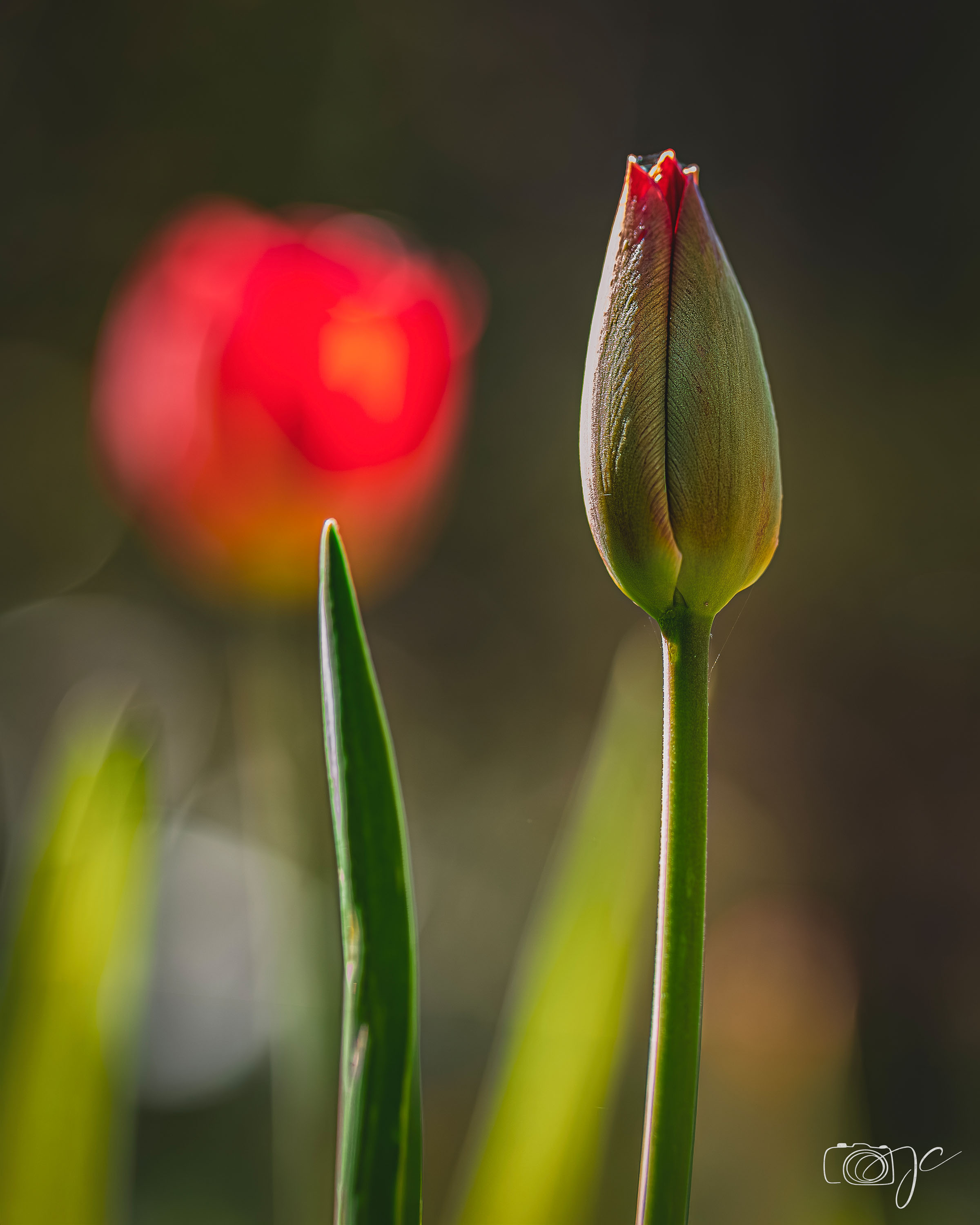 Macro