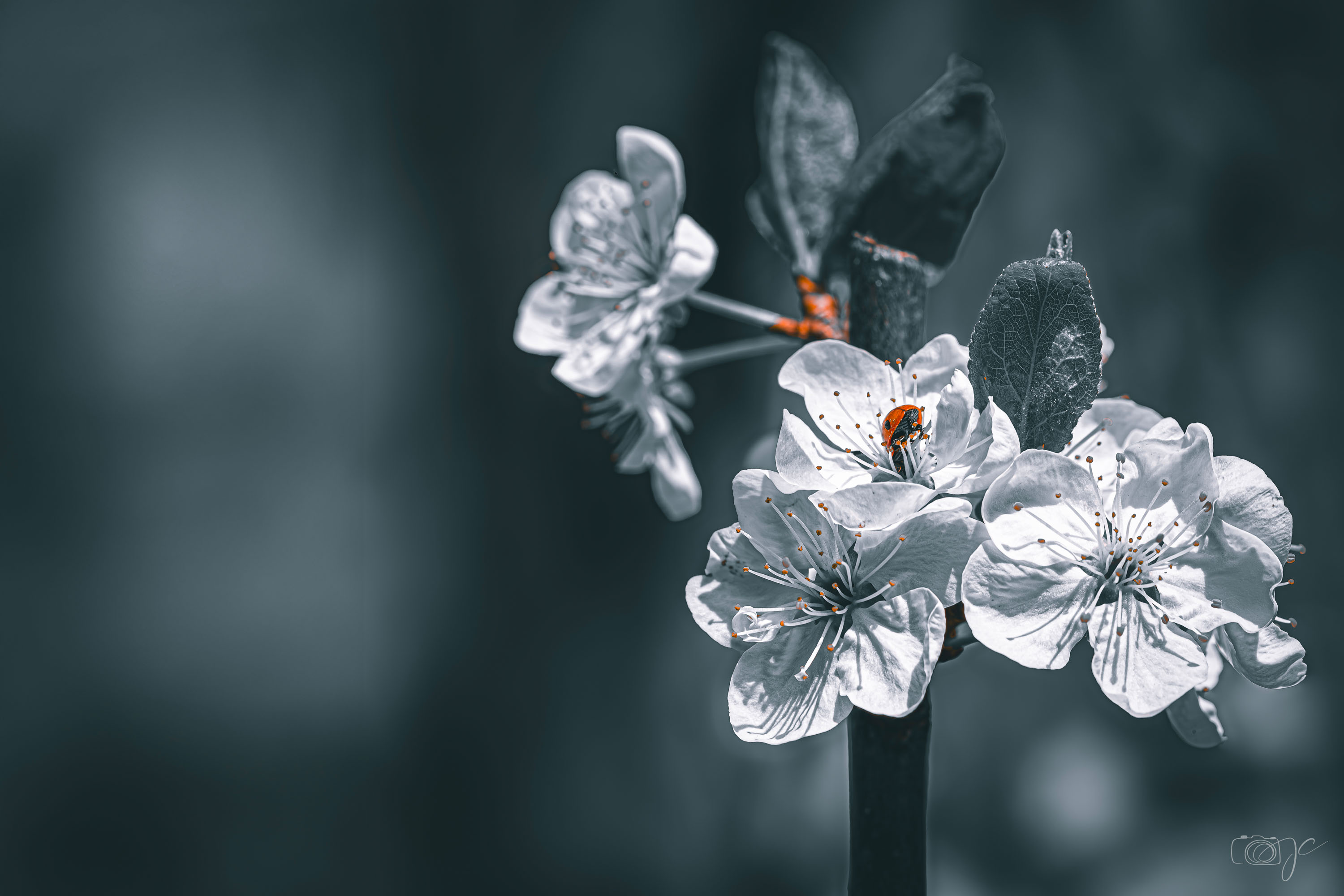 Macro