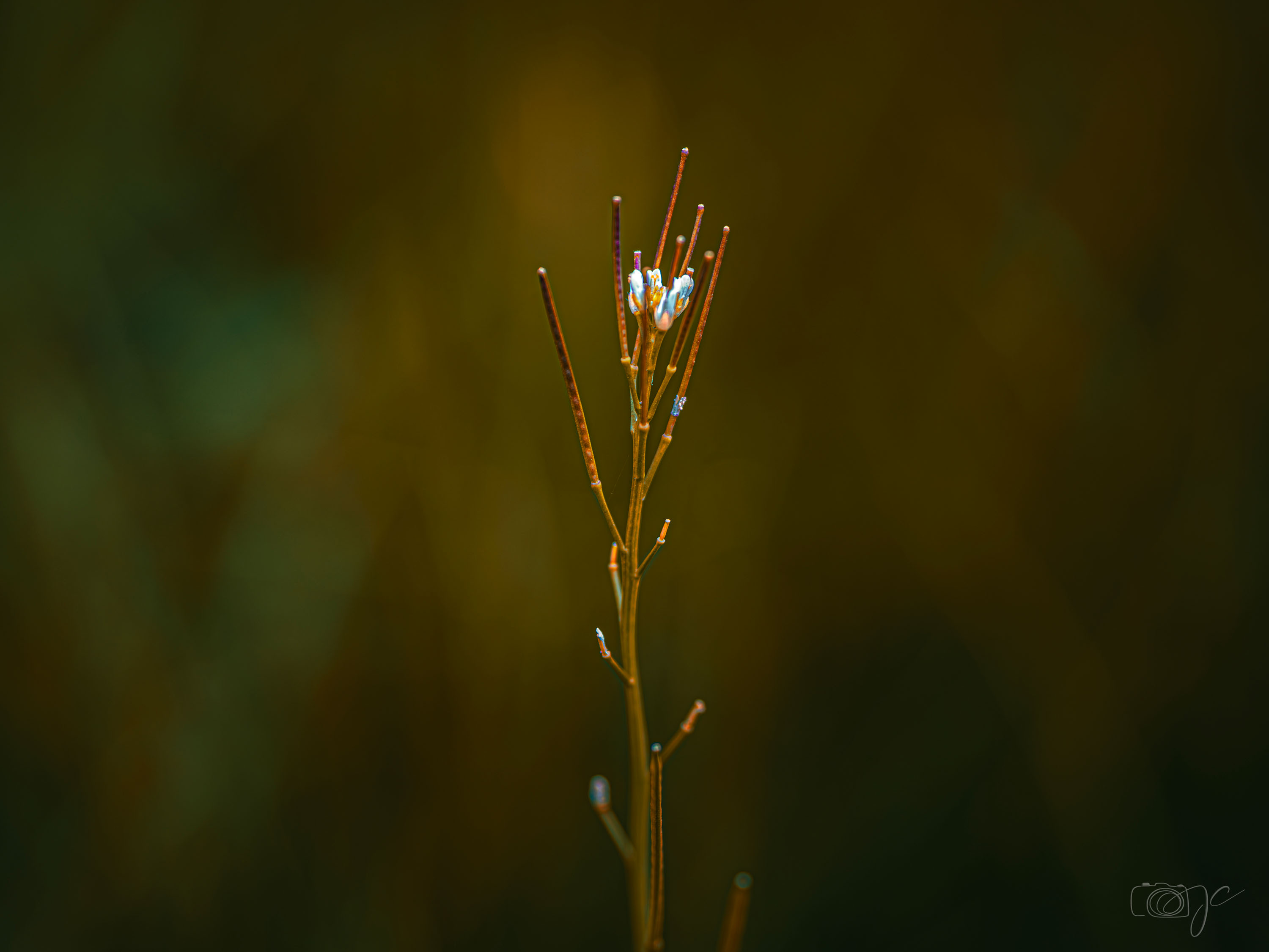 Macro