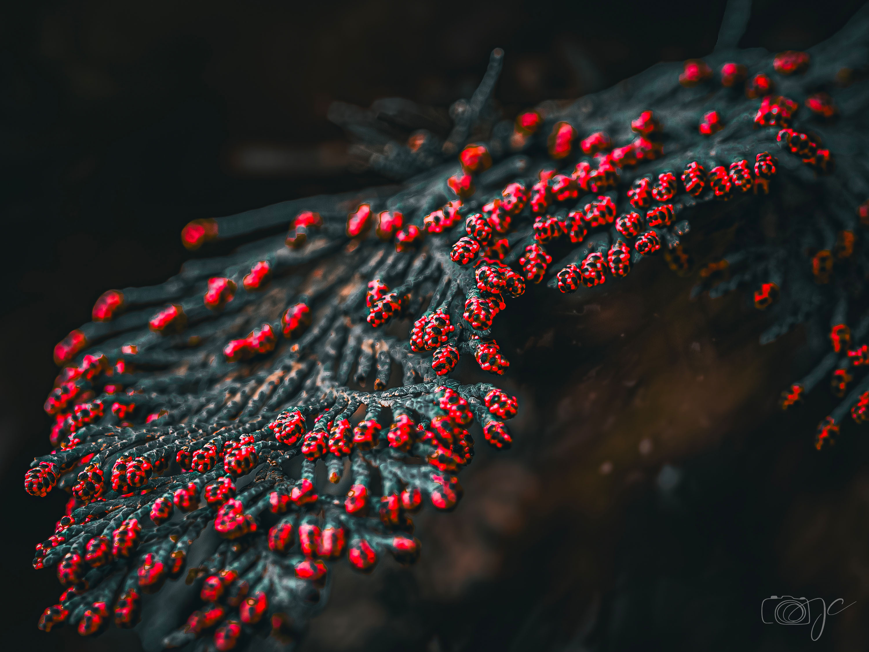 Macro