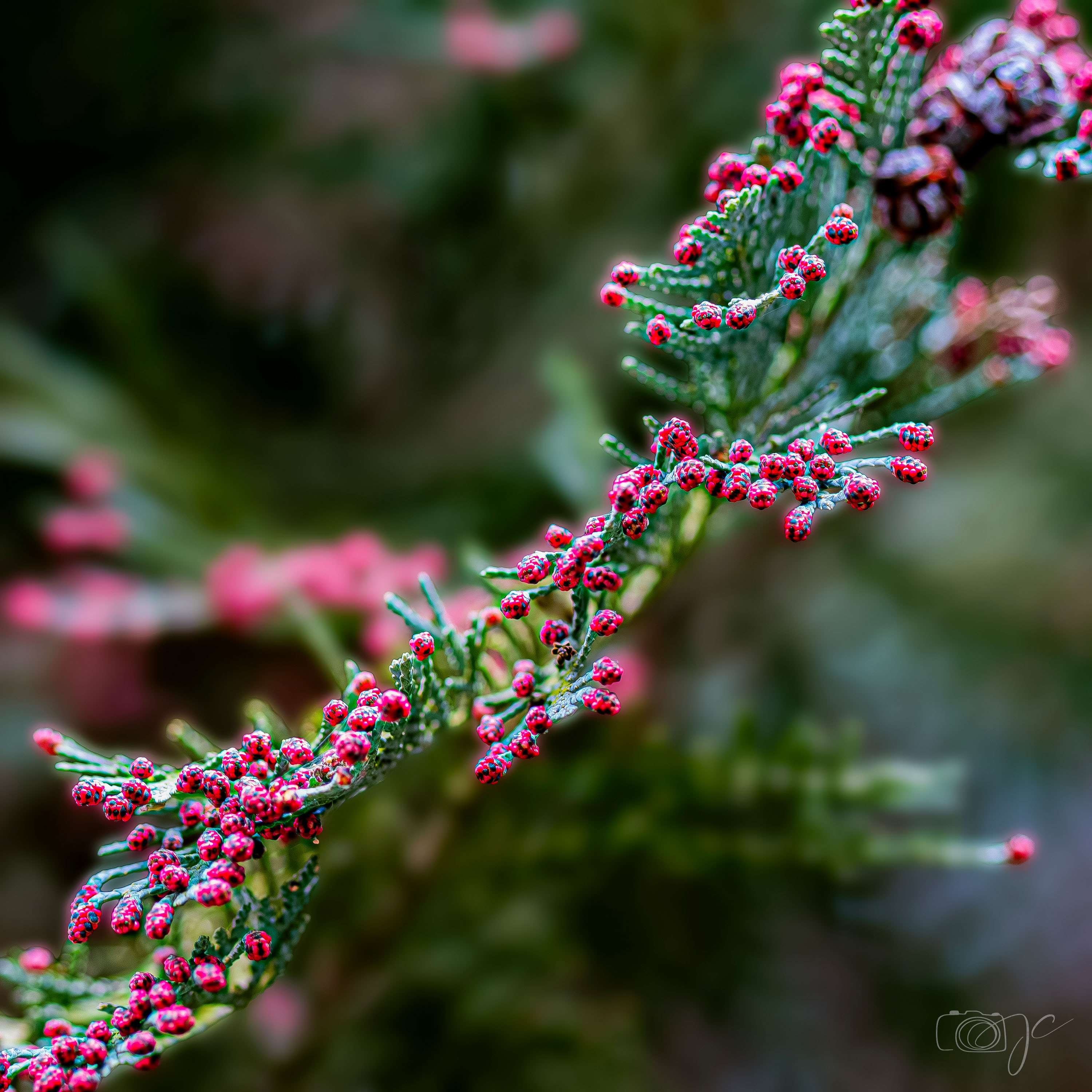 Macro