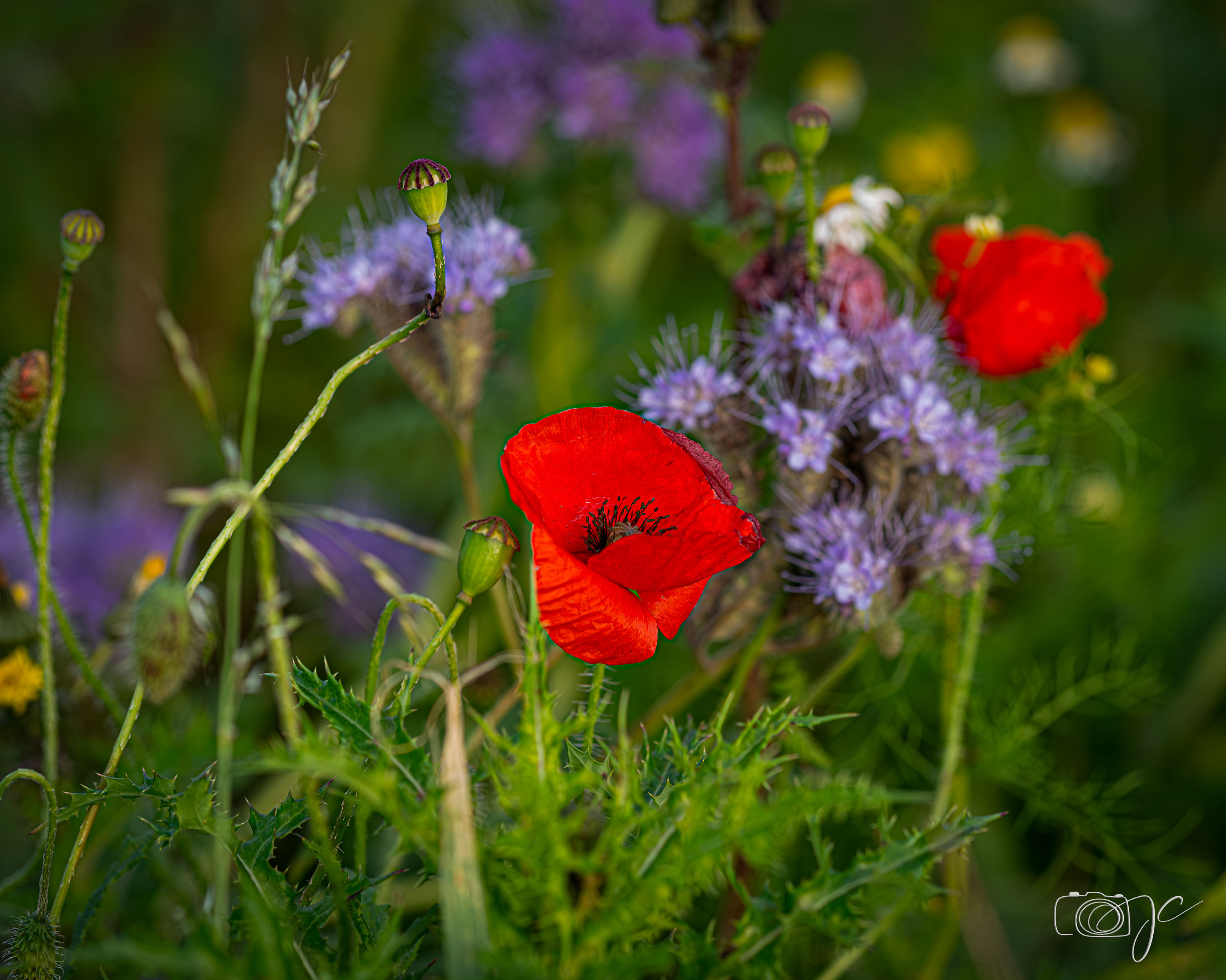 Macro