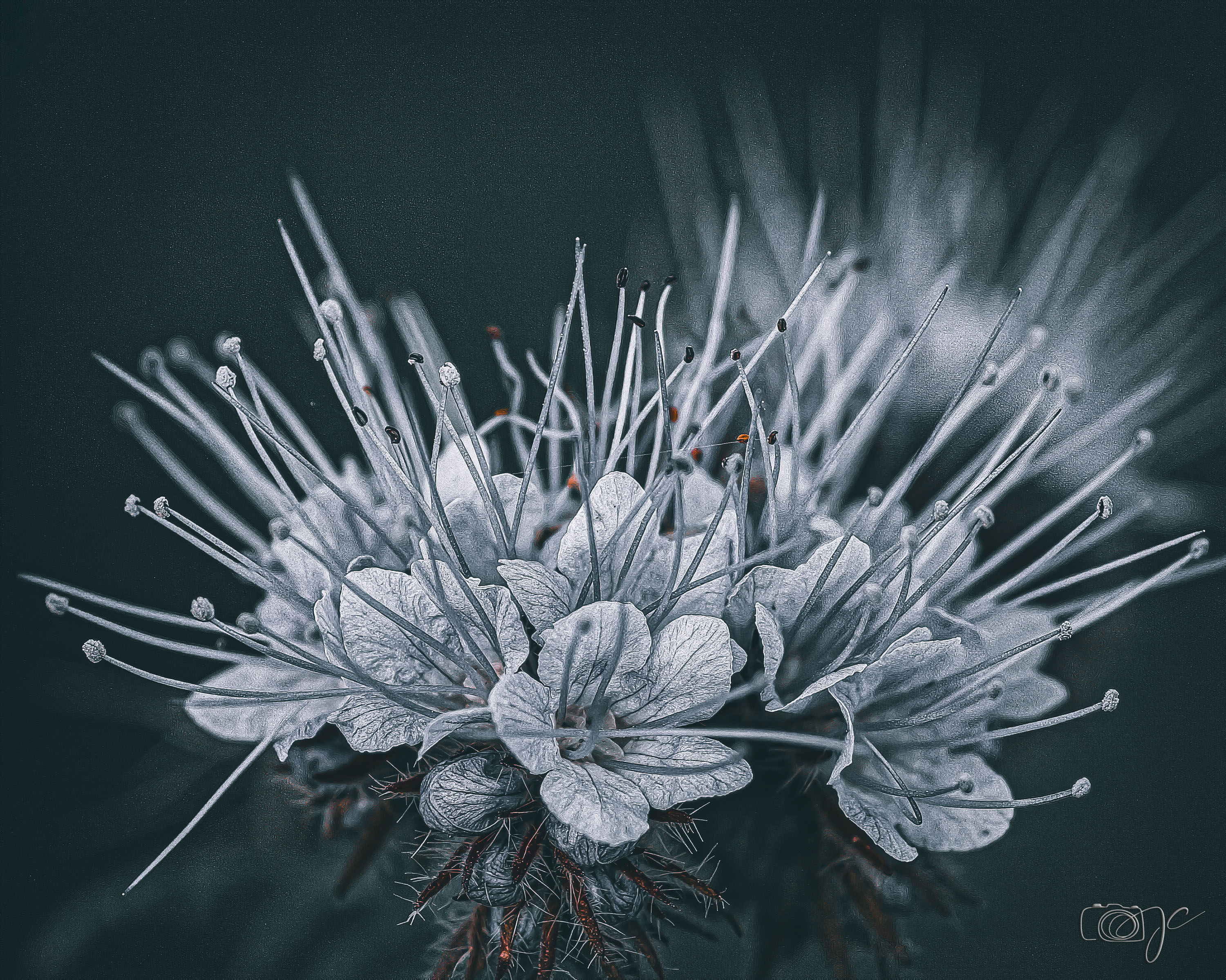 Macro