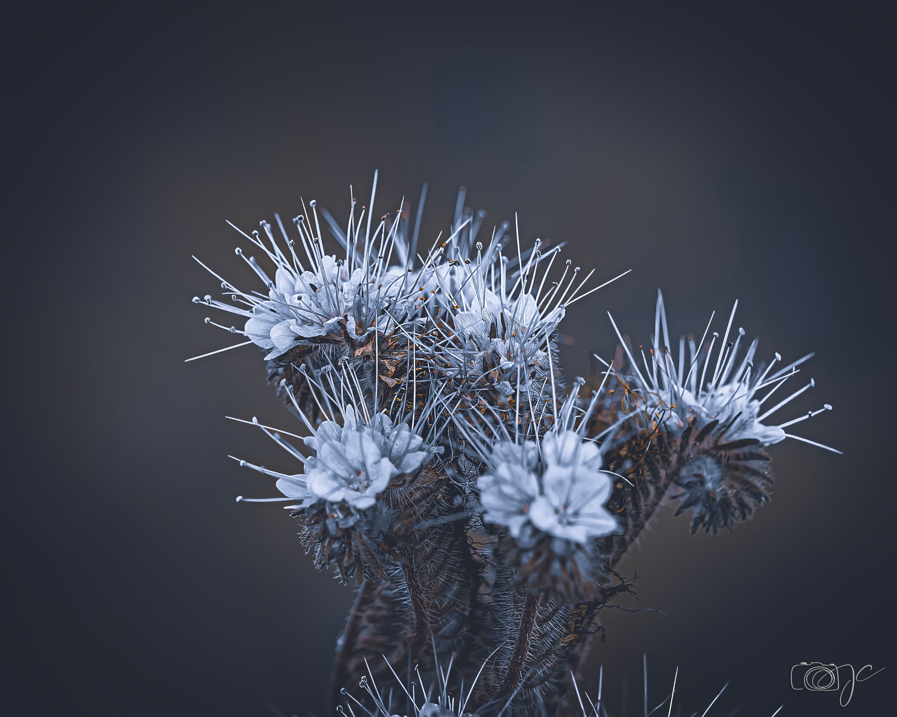 Macro