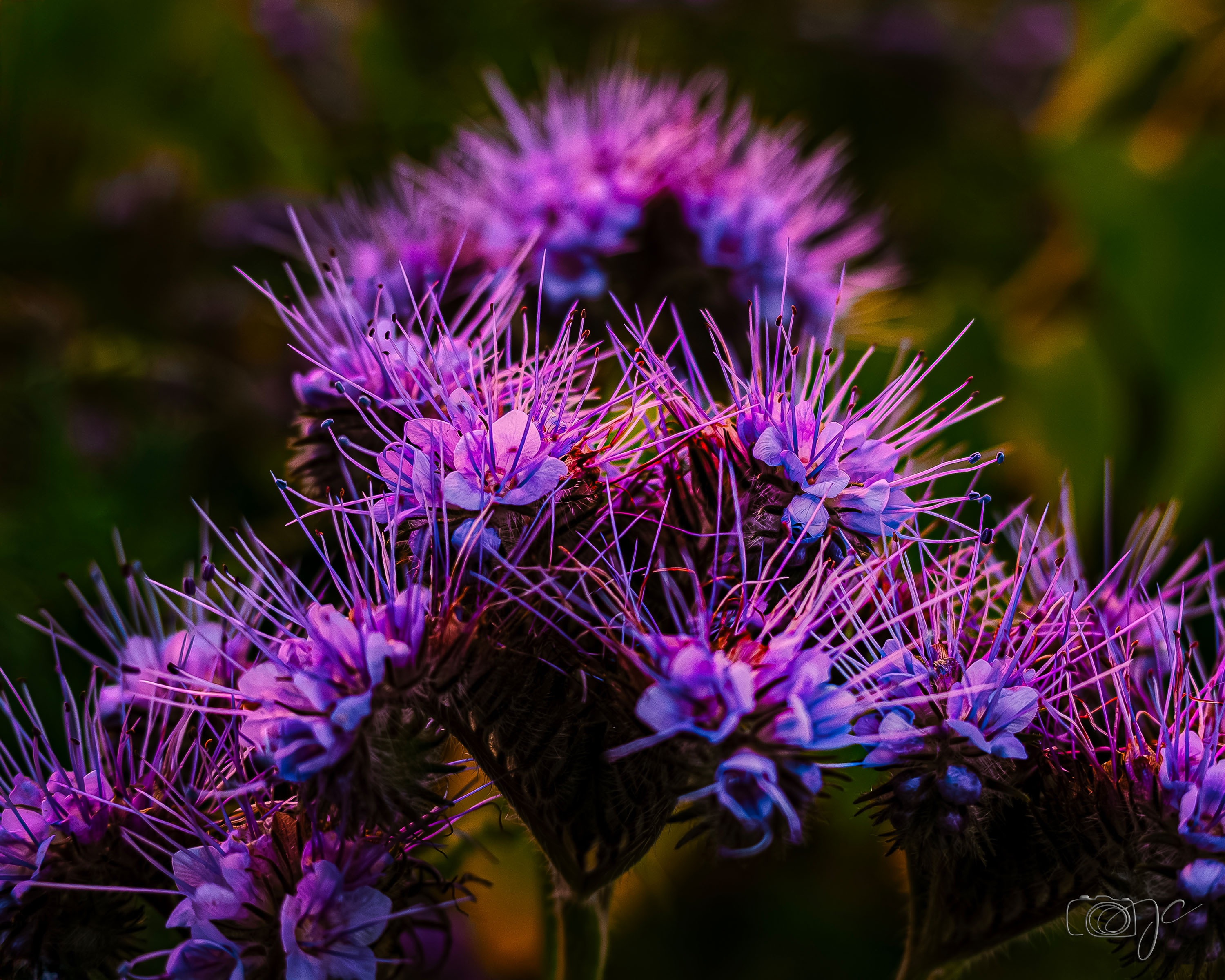 Macro