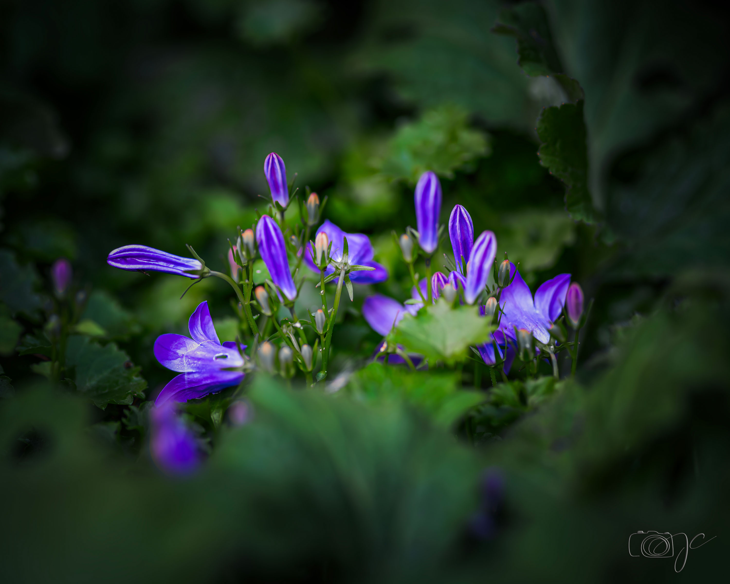 Macro