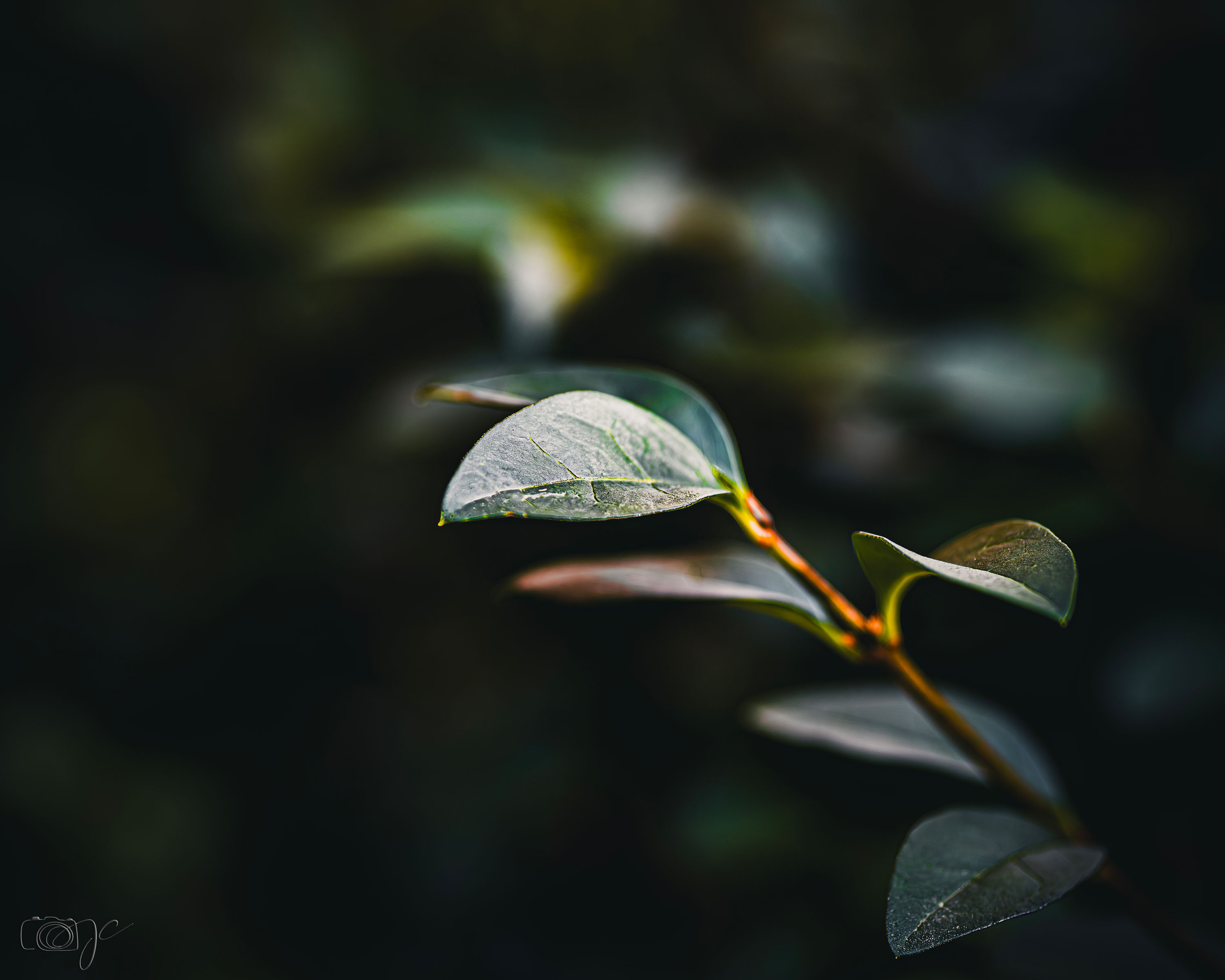 Macro