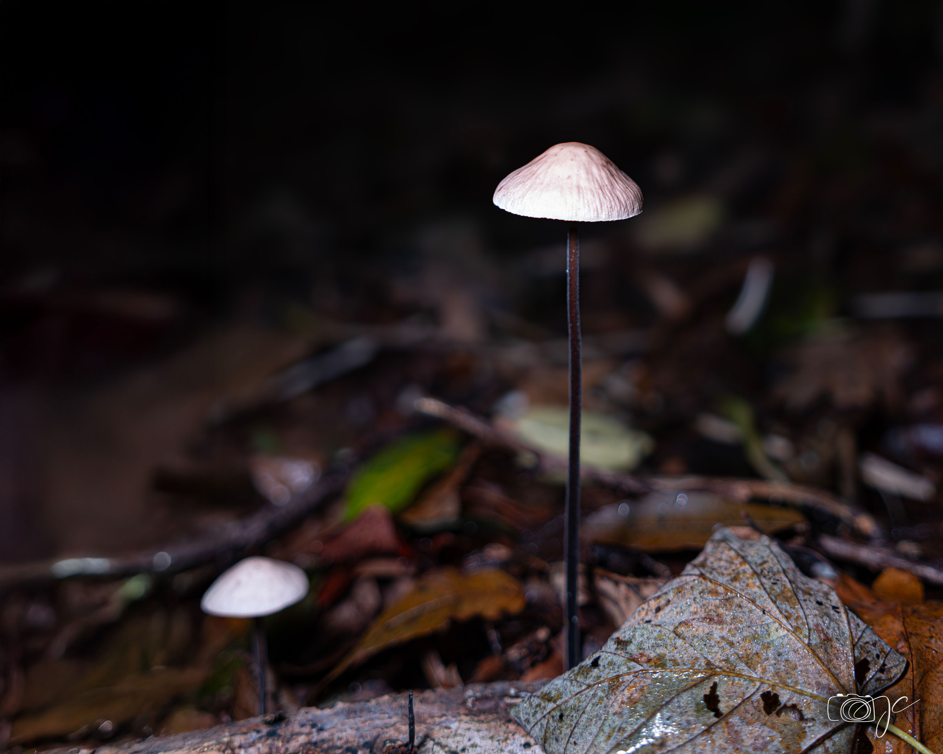 Macro